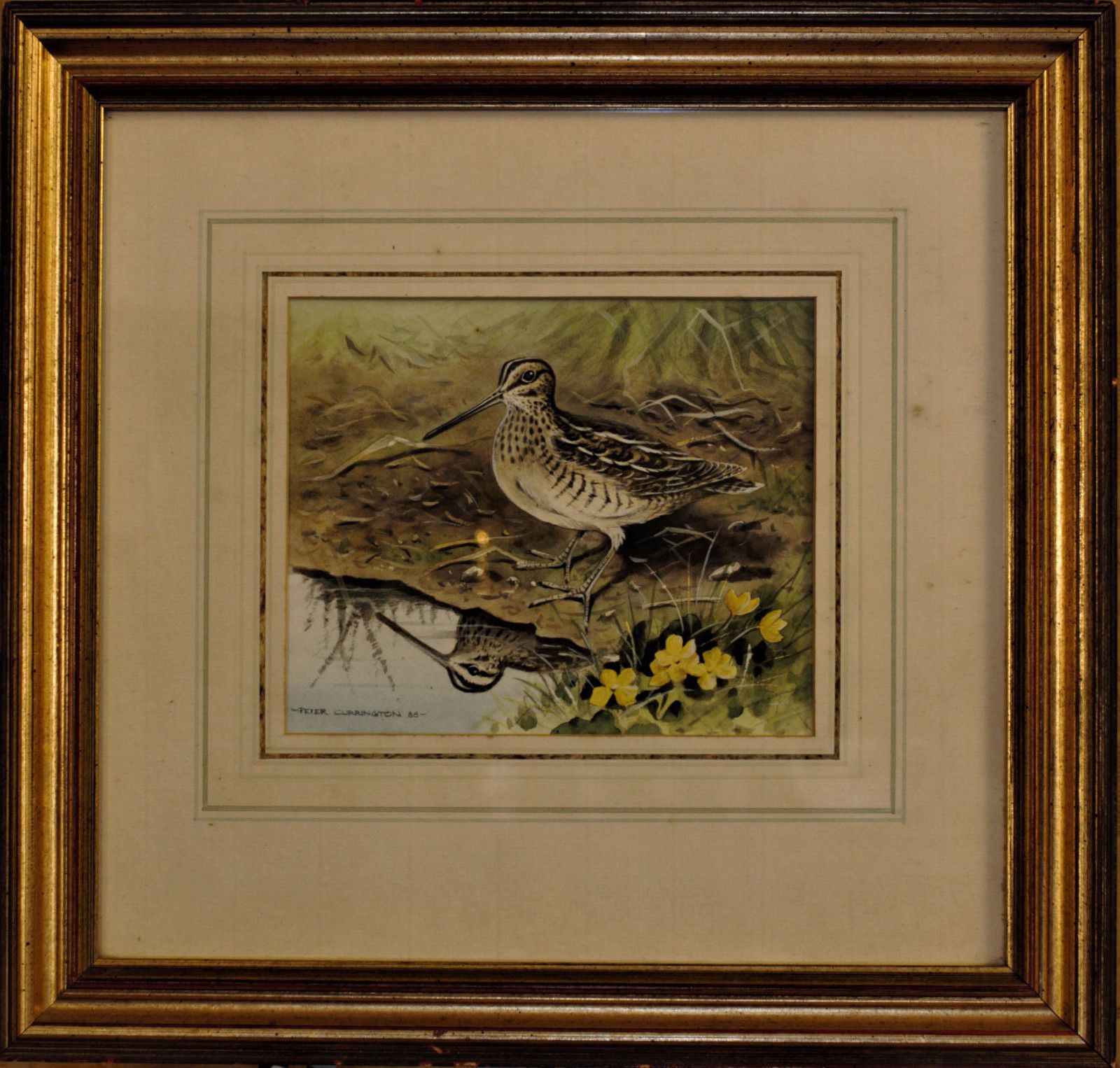 Watercolour Of A Snipe By Peter Currington