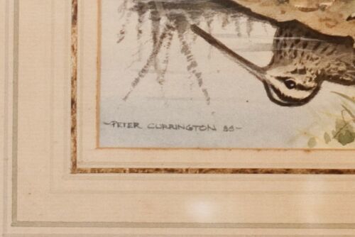 Watercolour Of A Snipe By Peter Currington photo Art