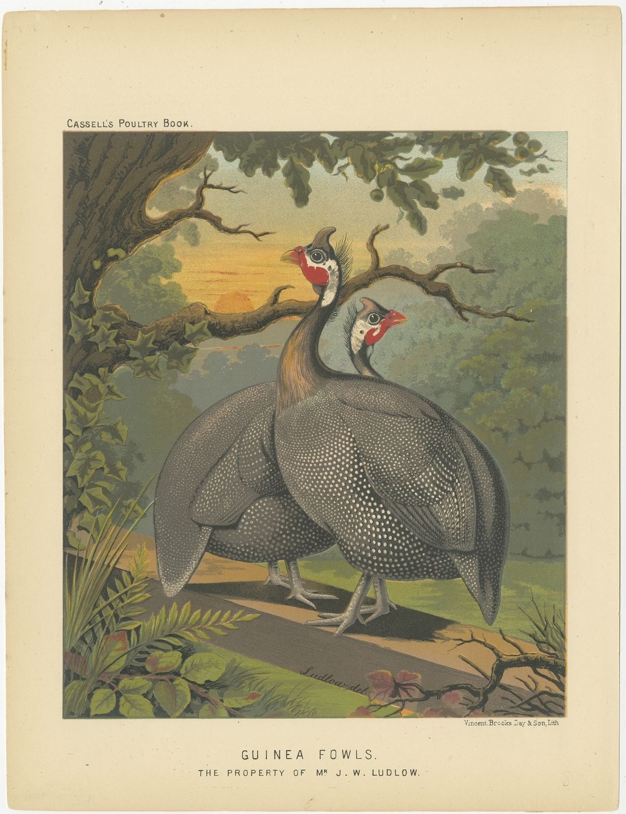 Antique Print Of Guineafowl By Cassell (C.1880)