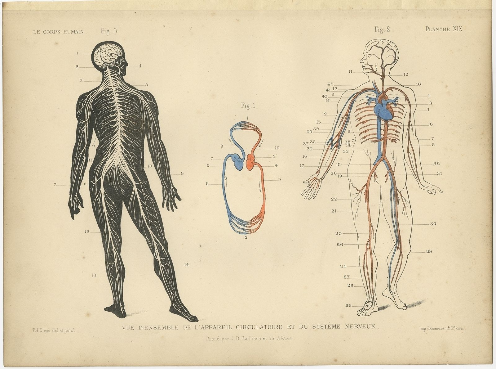 Antique Print Of The Circulatory System And Nervous System By Kuhff (1879)