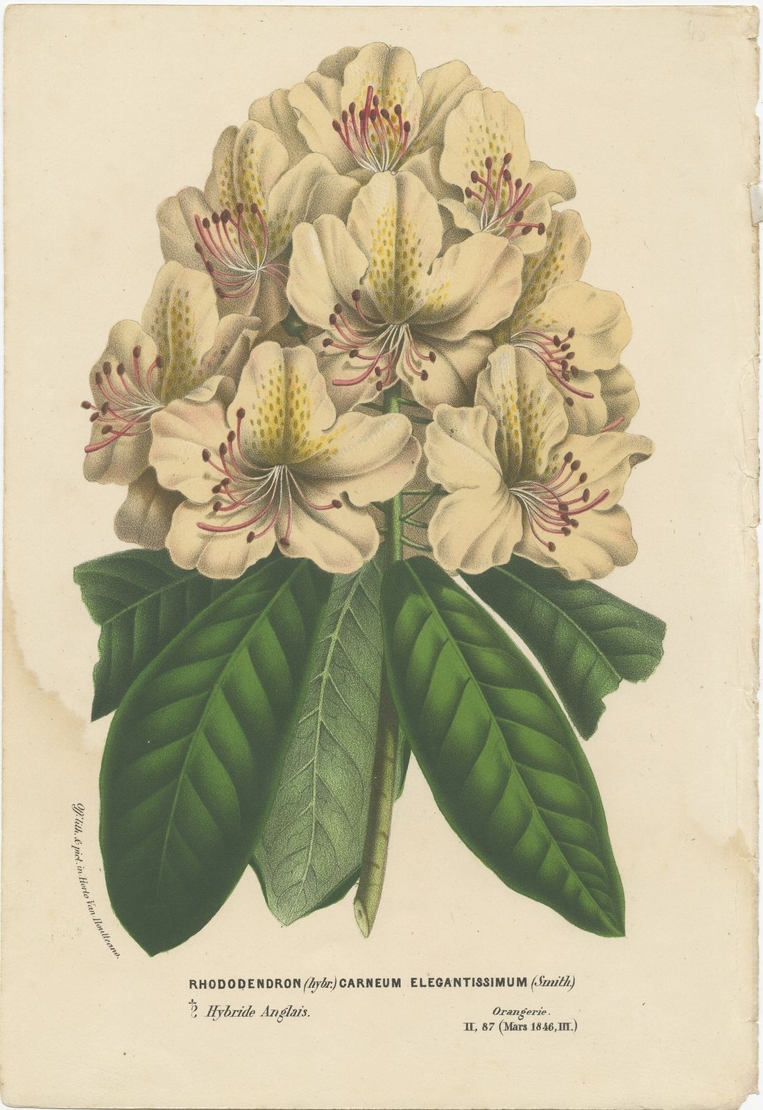 Antique Print Of The Rhododendron Carneum By Van Houtte (C.1880)