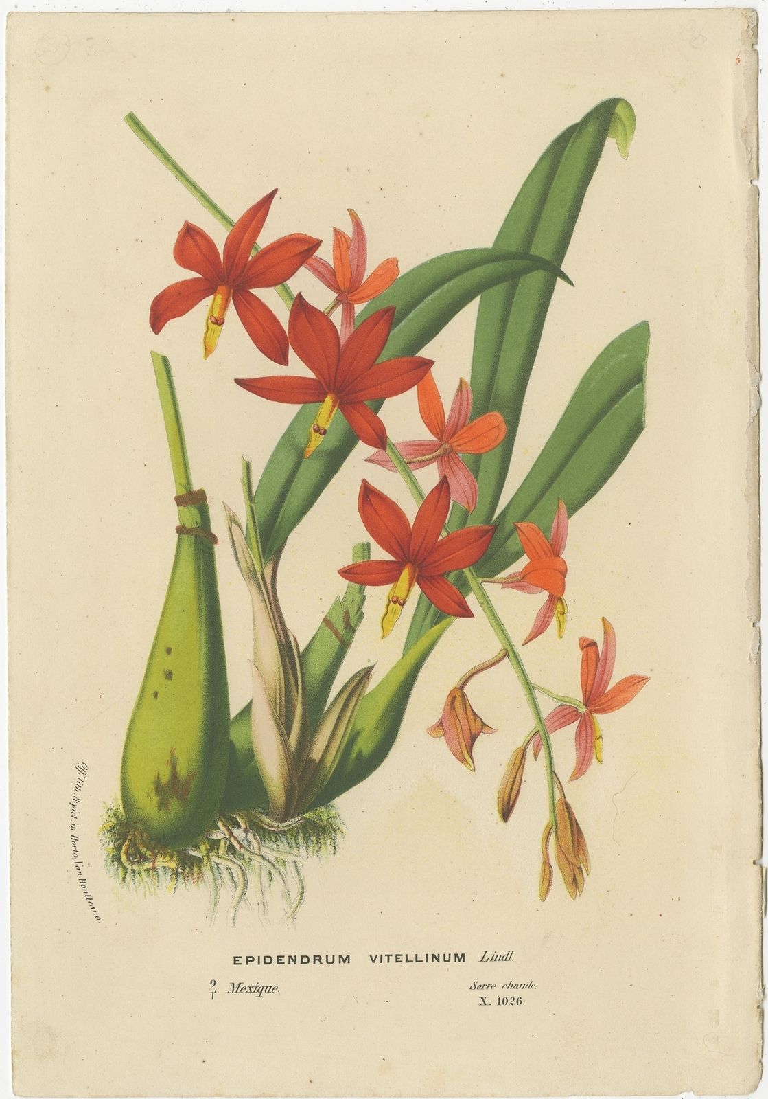 Antique Print Of The Prosthechea Vitellina Orchid By Van Houtte (C.1880)