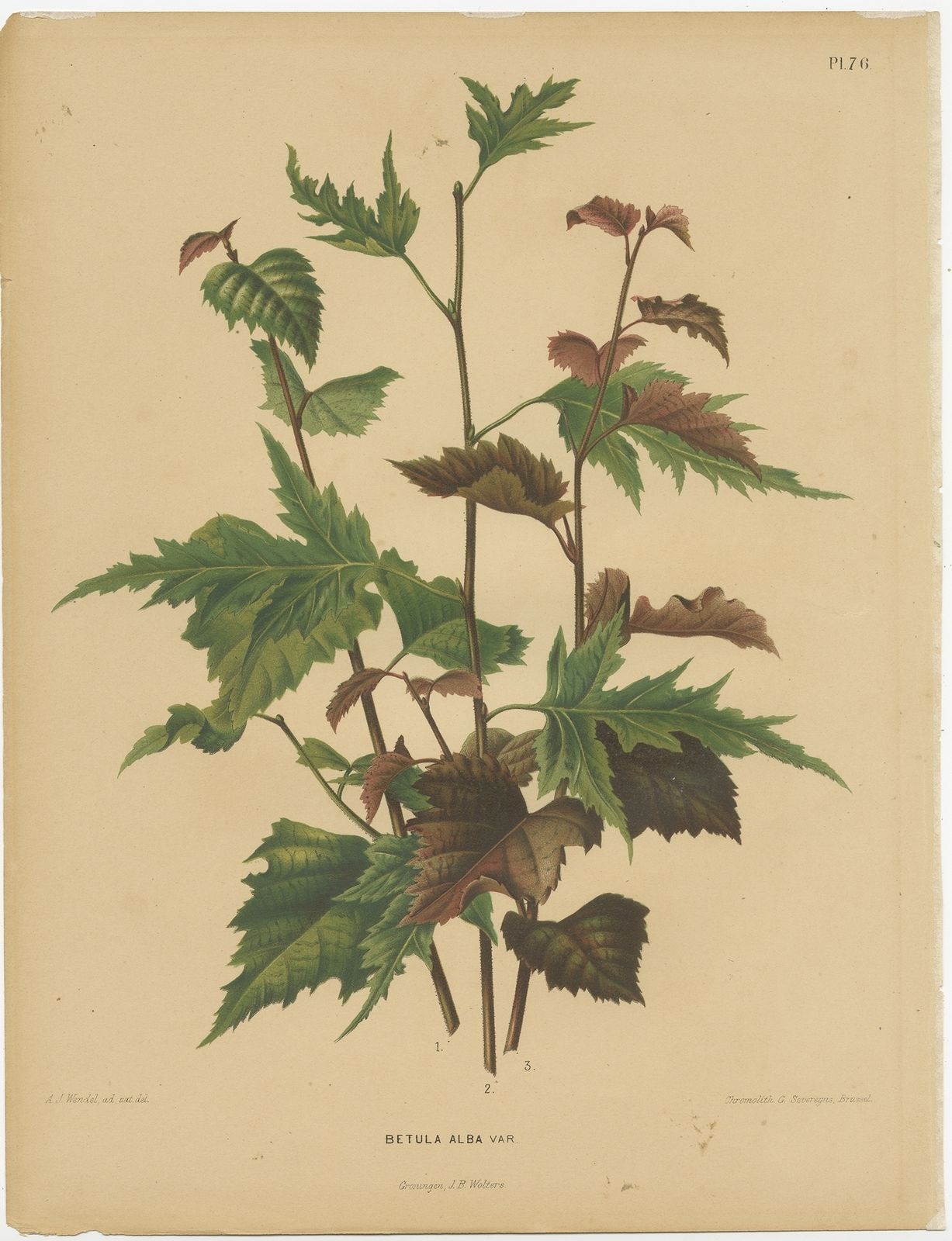 Antique Print Of The Betula Pubescens By Severeyns (1879)