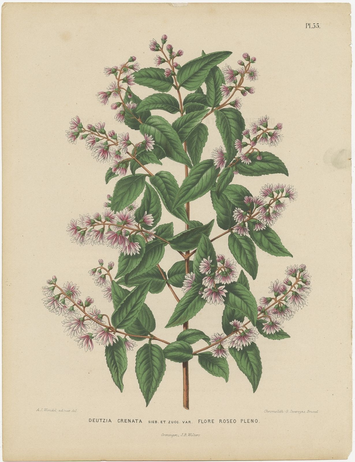 Antique Print Of The Deutzia Crenata By Severeyns (1868)