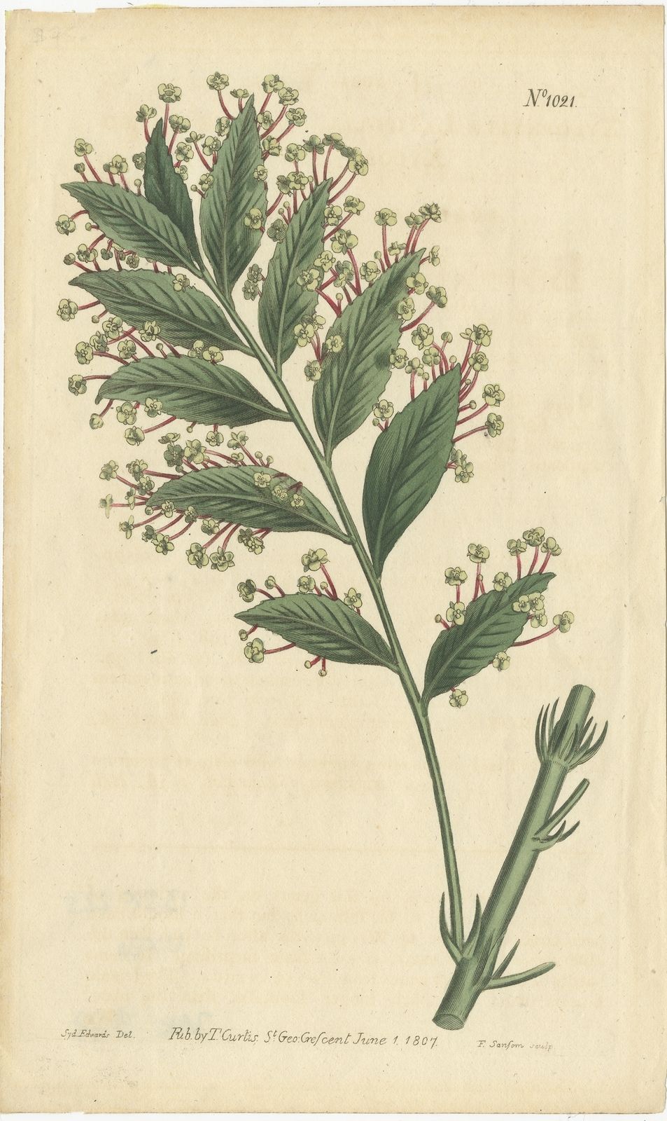 Antique Botany Print Of Xylophylla Latifolia By Curtis (1807)