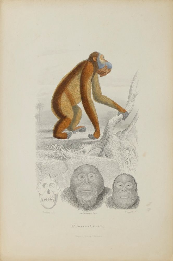 Buffon Illustré   Watercolor Lithograph   L'orang Outang