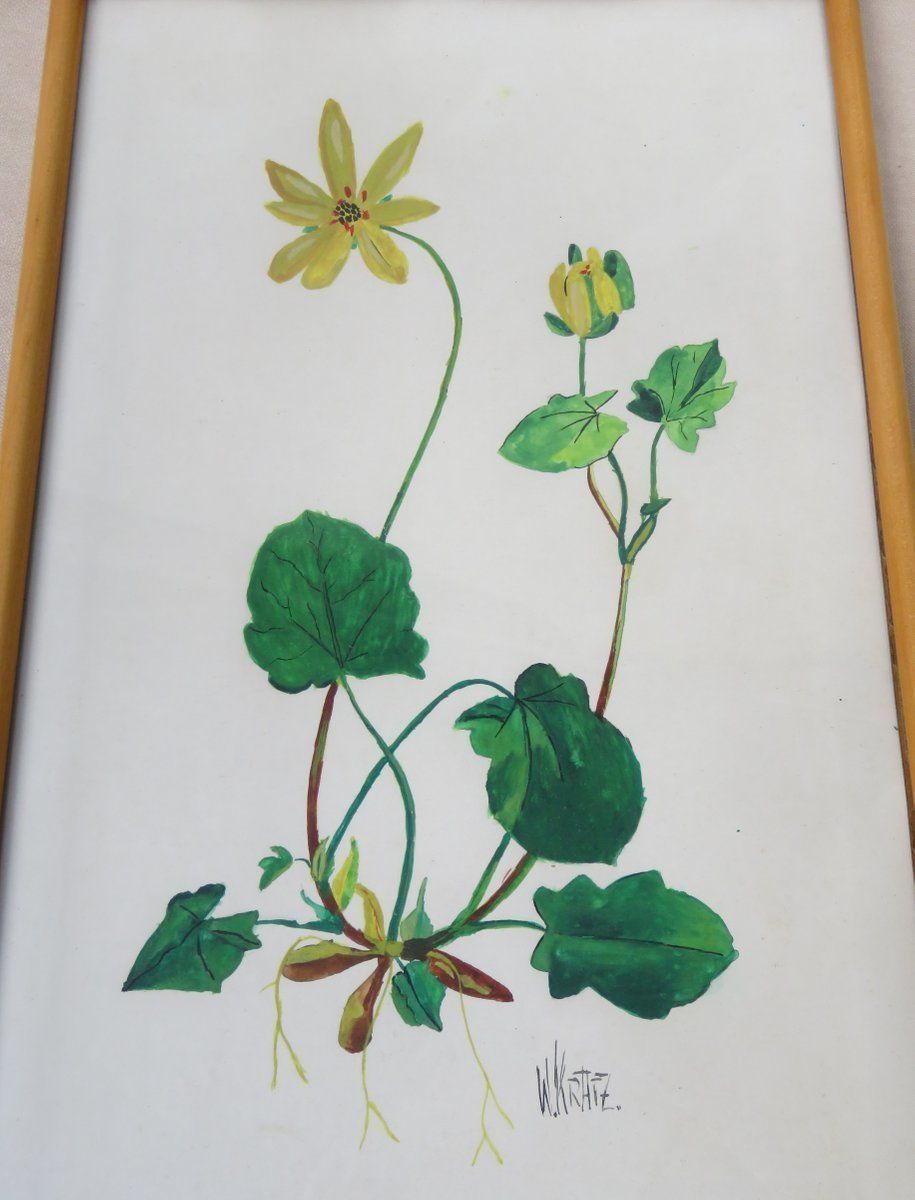 Flowers Watercolor By W. Kratz, 1950s, Set Of 4 photo buy