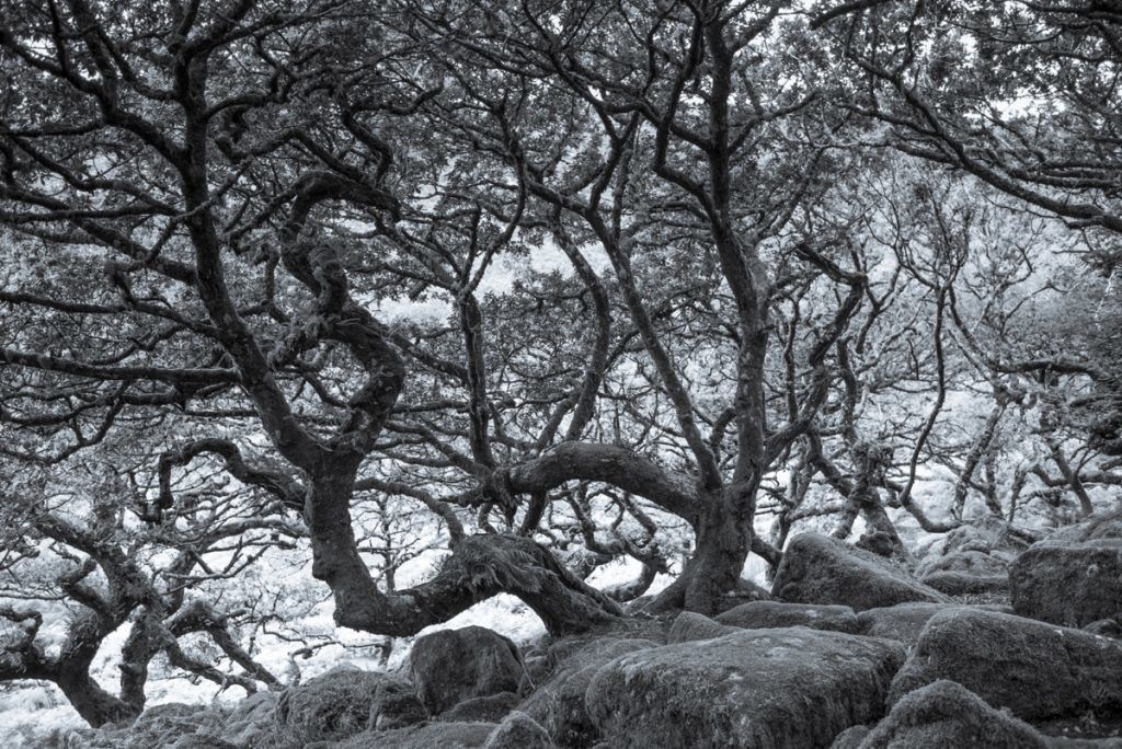 'Ancient Trees' Tim Graham Signed Limited Edition Archival Pigment Print Framed In Black