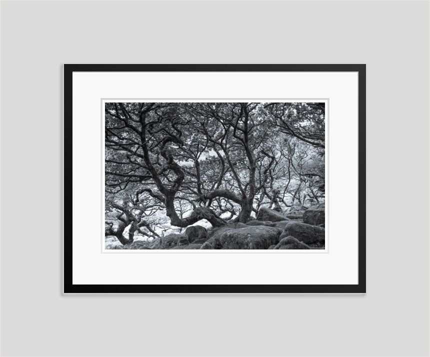'Ancient Trees' Tim Graham Signed Limited Edition Archival Pigment Print Framed In Black photo furniture
