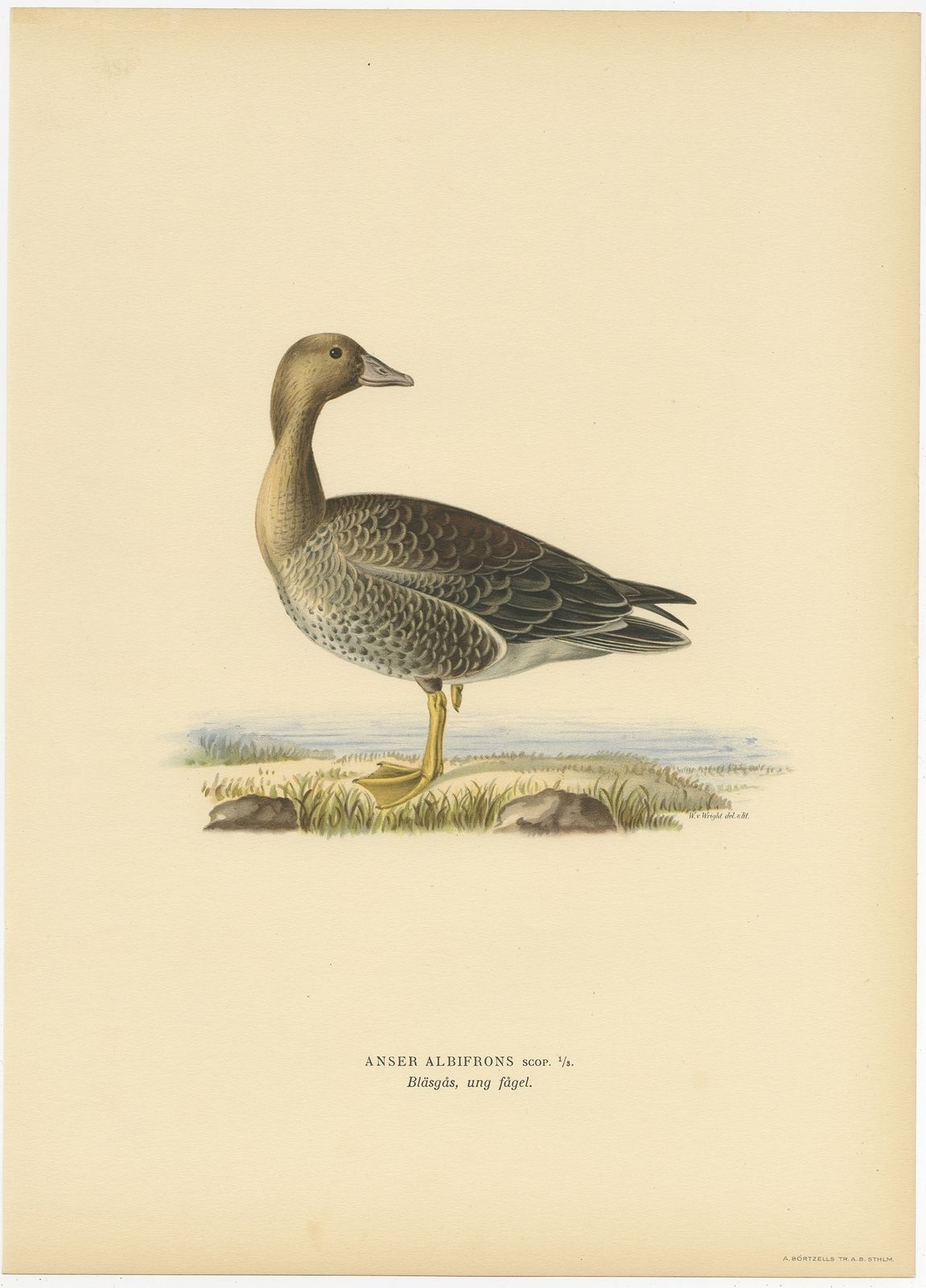 Antique Bird Print Of The Female White Fronted Goose By Von Wright (1929)