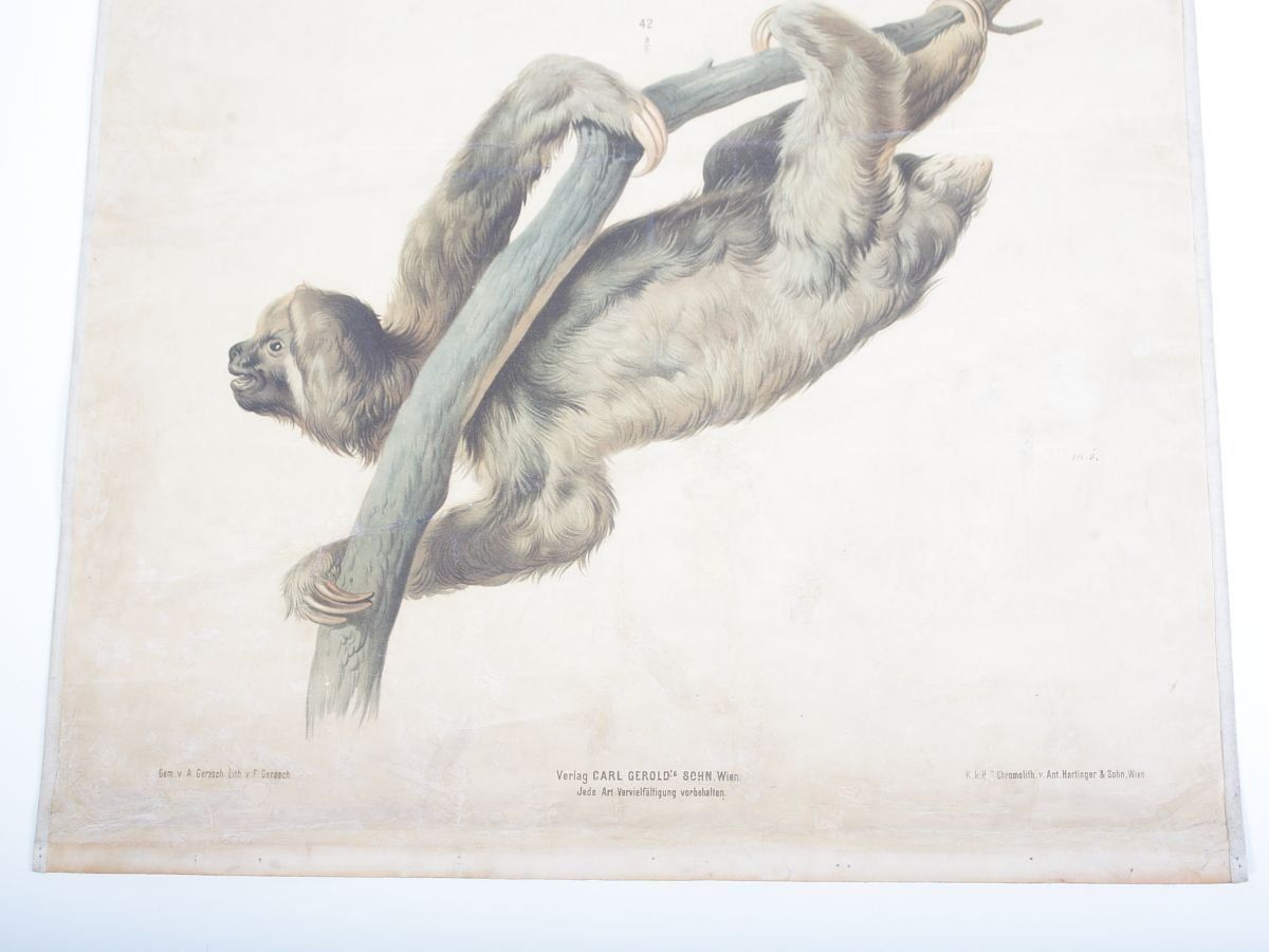 Vintage Schoolposter Van Een Gordeldier photo Kunst