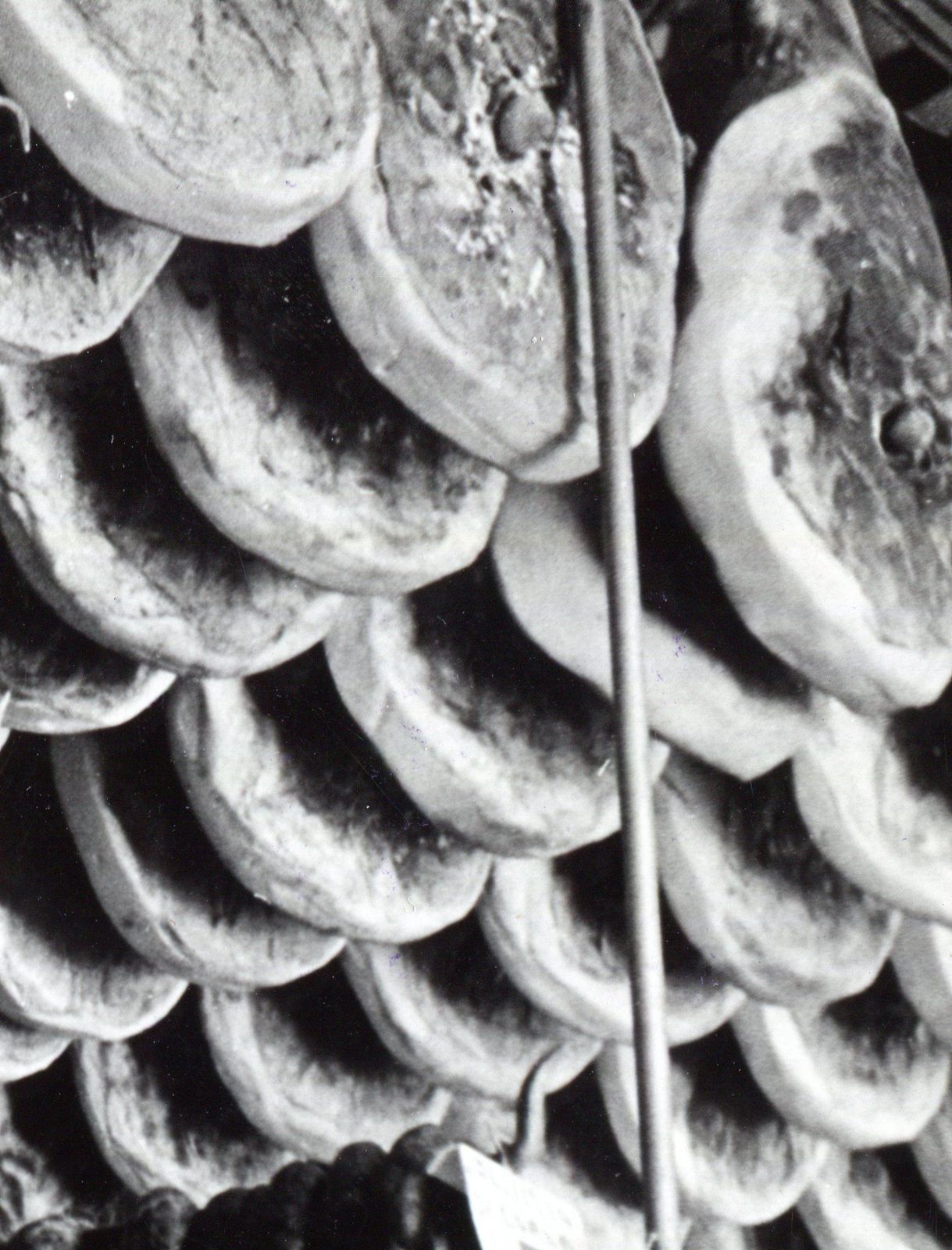 Erich Andres Rome   Butchers Shop 1954 1954 photo Art