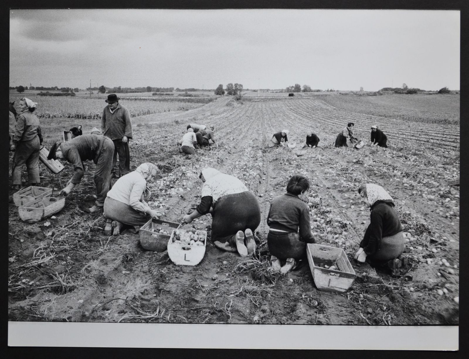 Rolf Gillhausen Potato Harvest, Postwar 1950s. 1950 1959