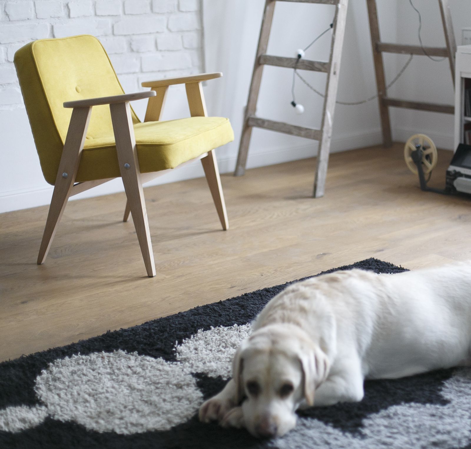 Polish 366 Mid Century Armchair Designed In 1962 By J. Chierowski photo for sale
