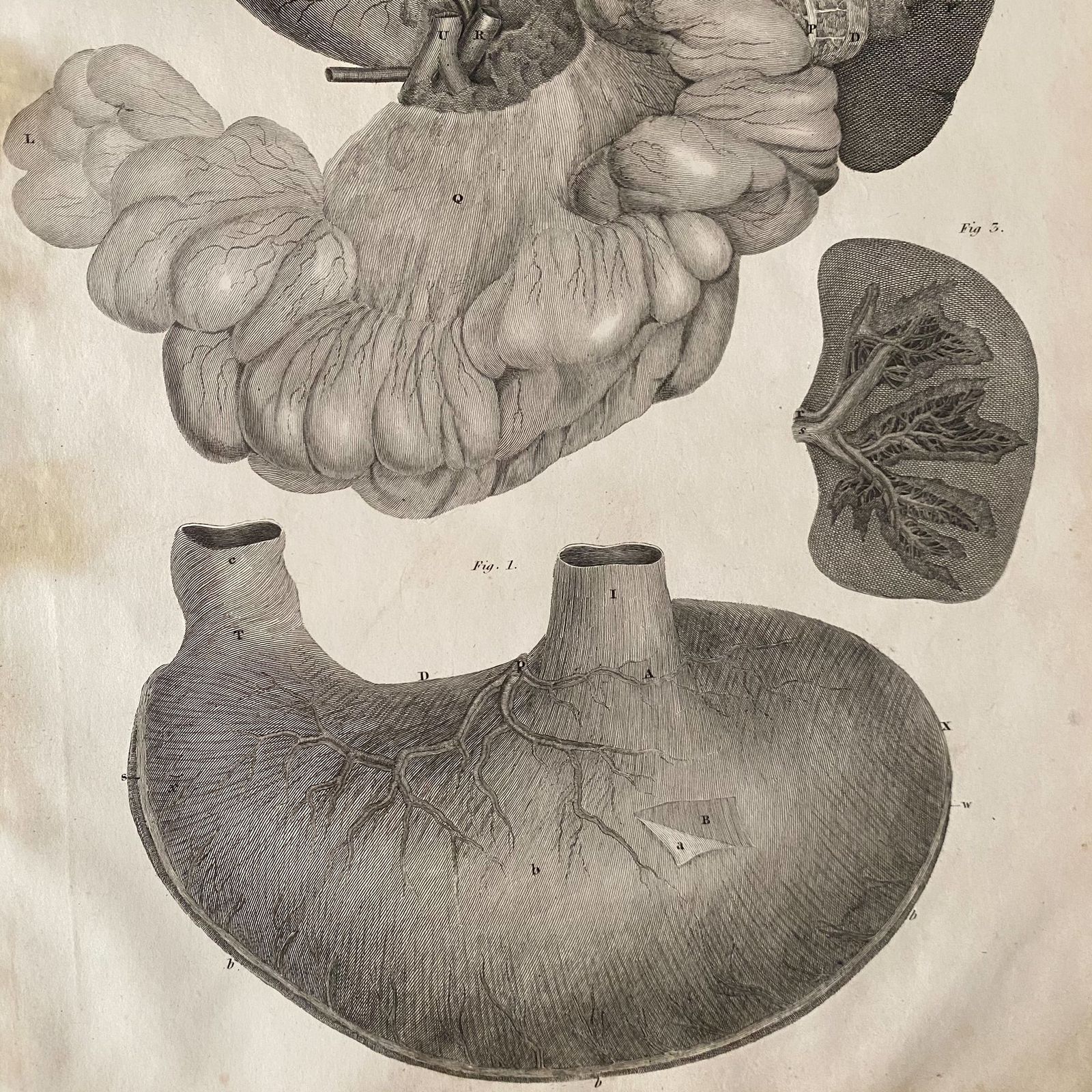 Anatomical Organs 1, Lizars 1824 'System Of Anatomical Plates'