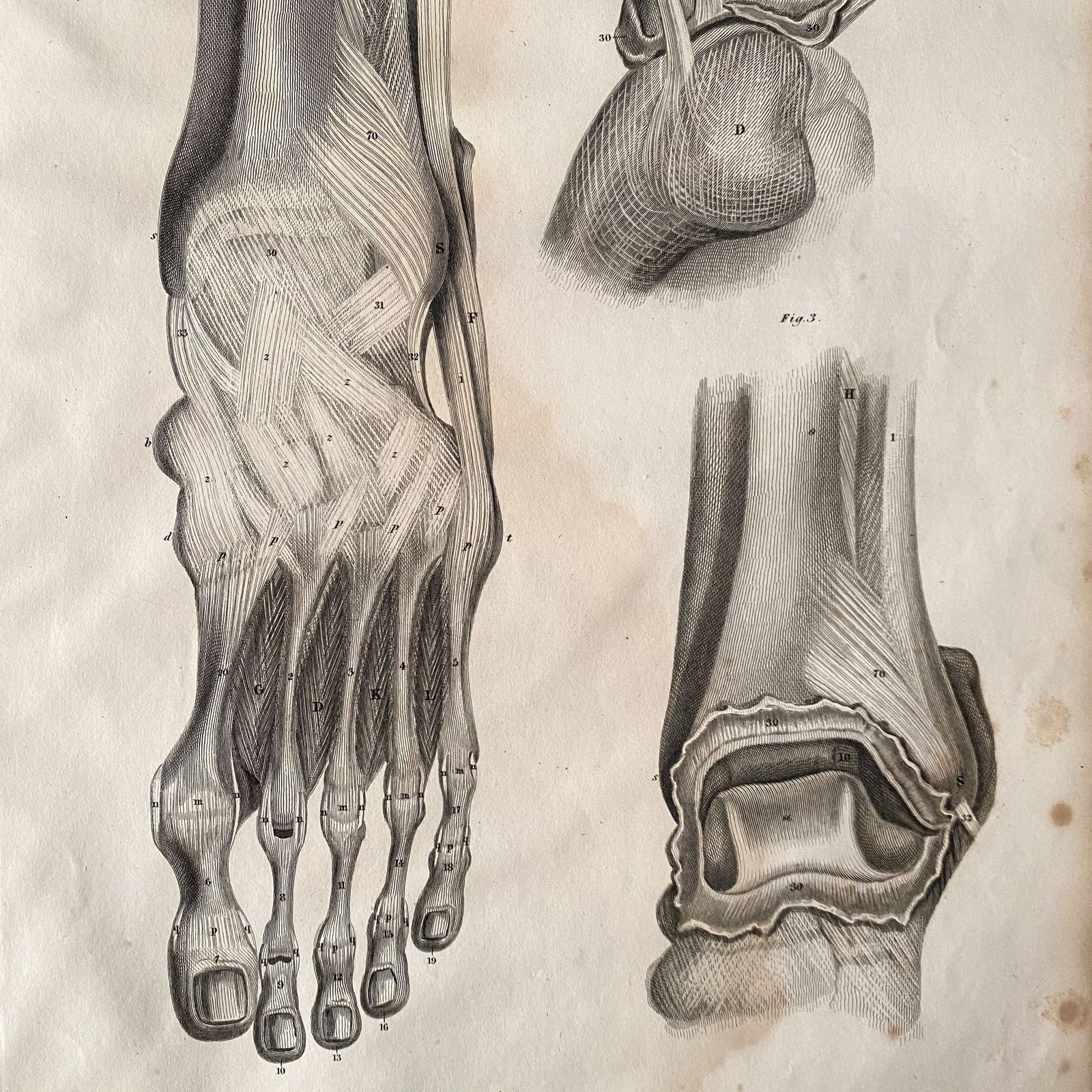 Anatomical Foot 1, Lizars 1824 'System Of Anatomical Plates'