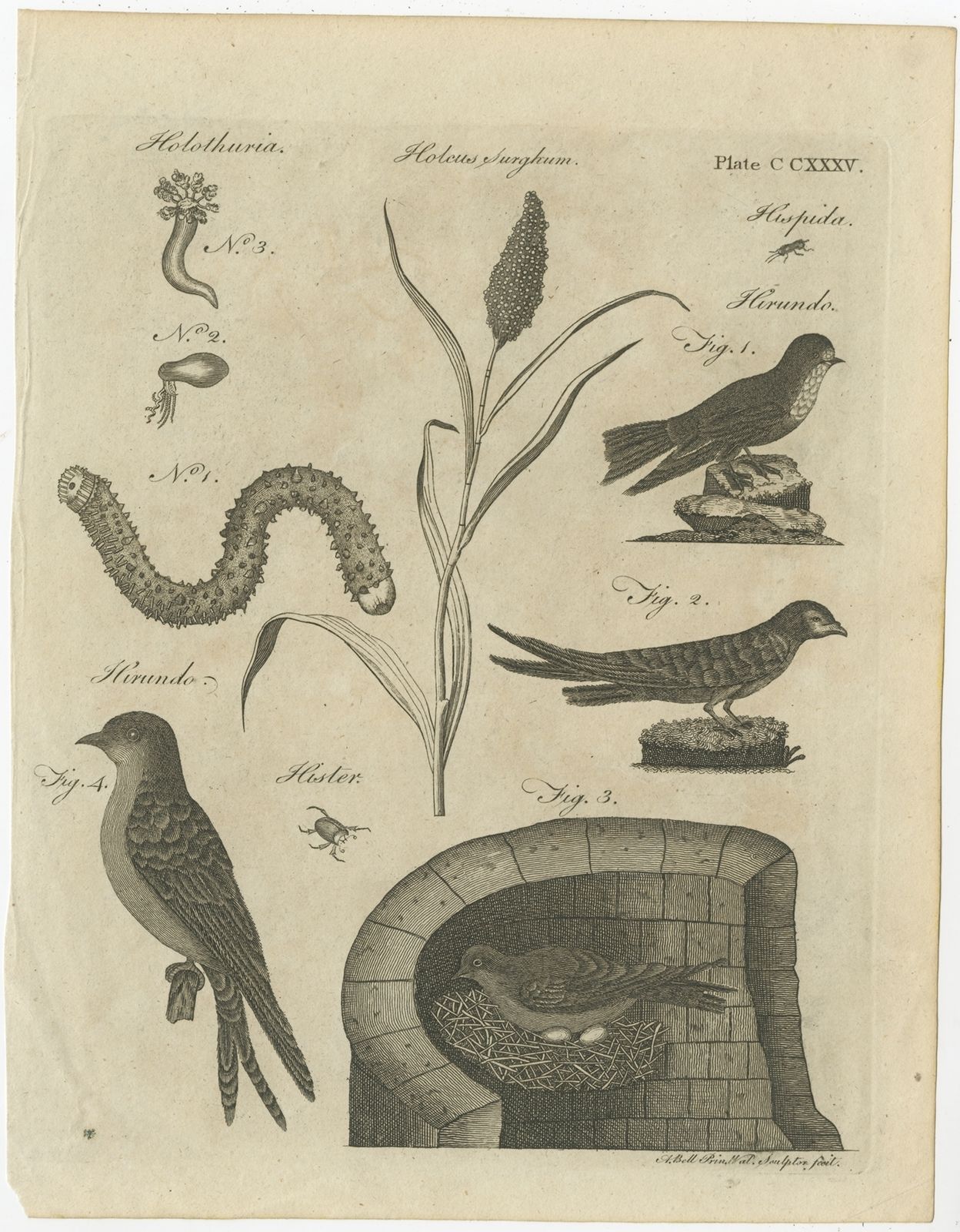 Antique Print Of Passerine Birds And Insects By Bell (1797)