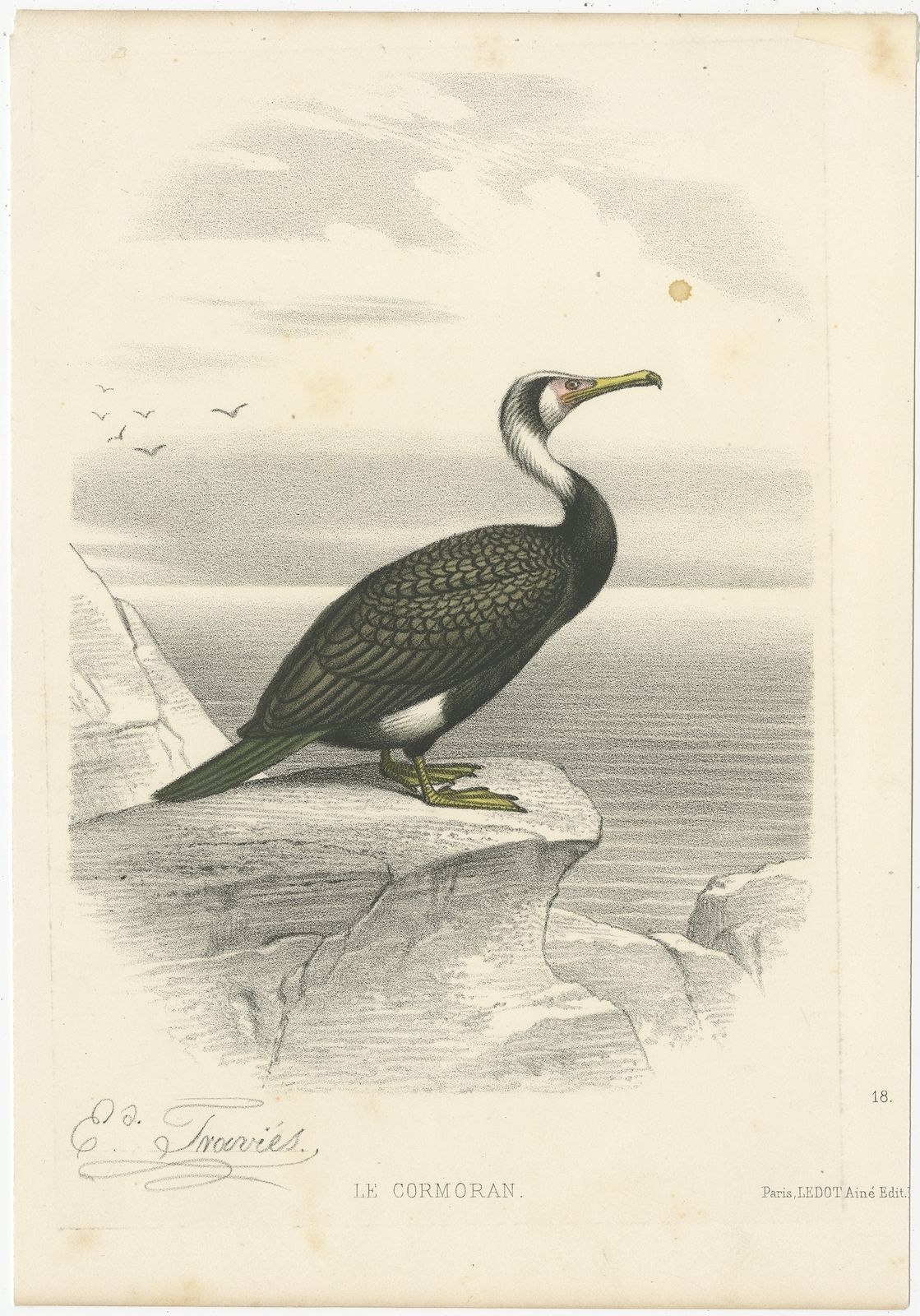 Antique Print Of A Cormorant Bird By Traviès (C.1860)