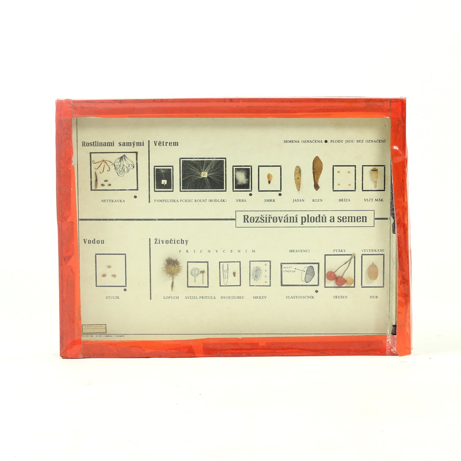Rare School Model Of Plant Seeds, Wall Art, Czechoslovakia, Circa 1960