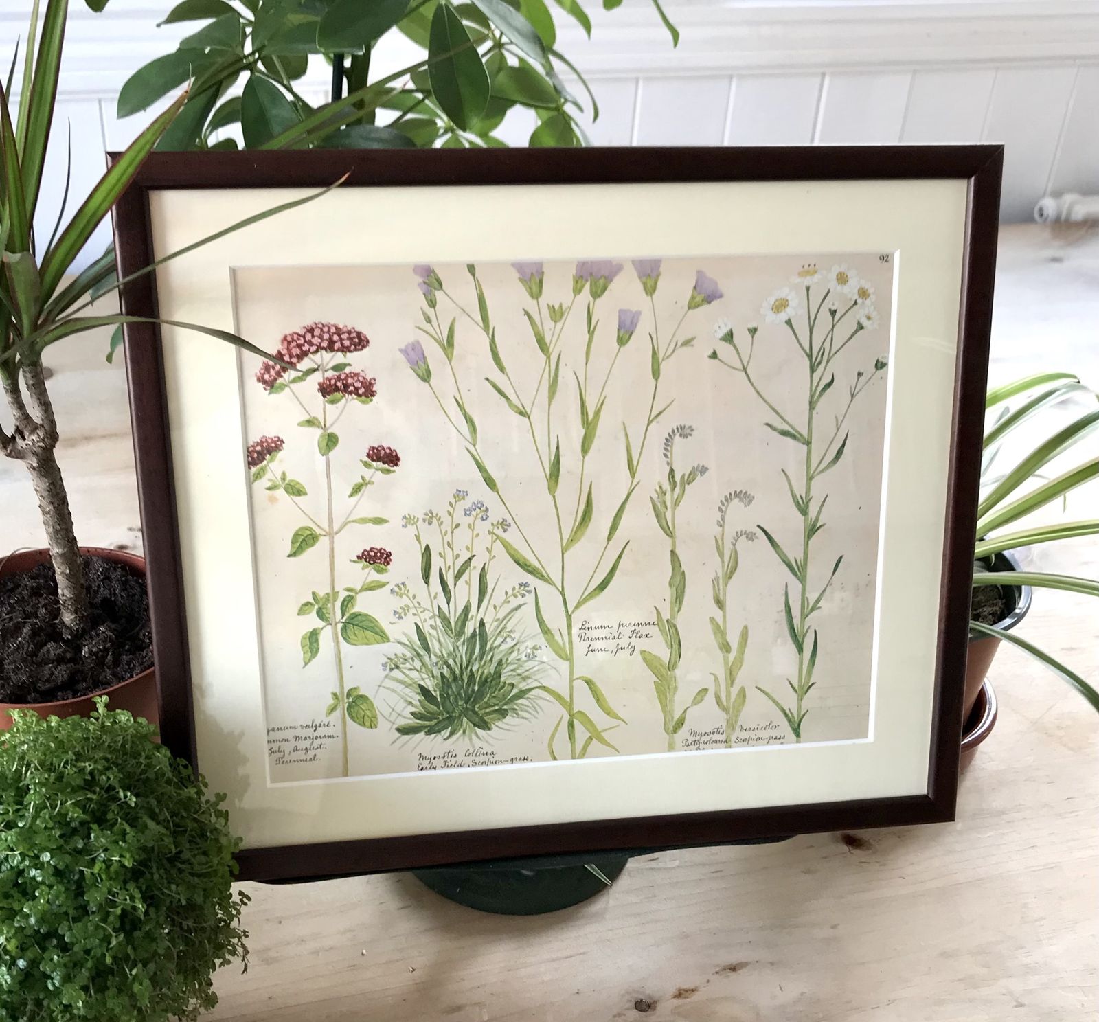 Framed Vintage Wild Flower Prints photo vintage