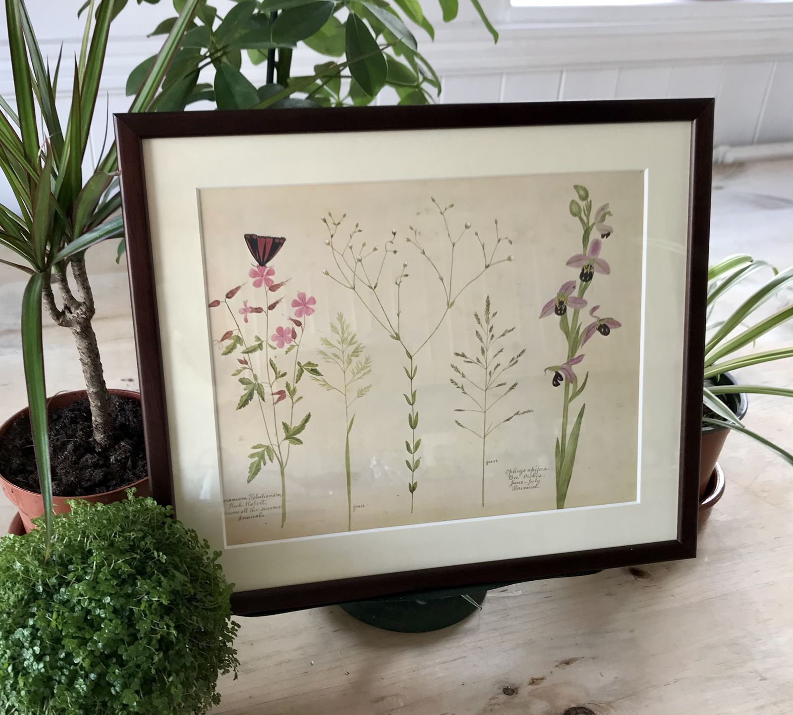 photo furniture Framed Vintage Wild Flower Prints