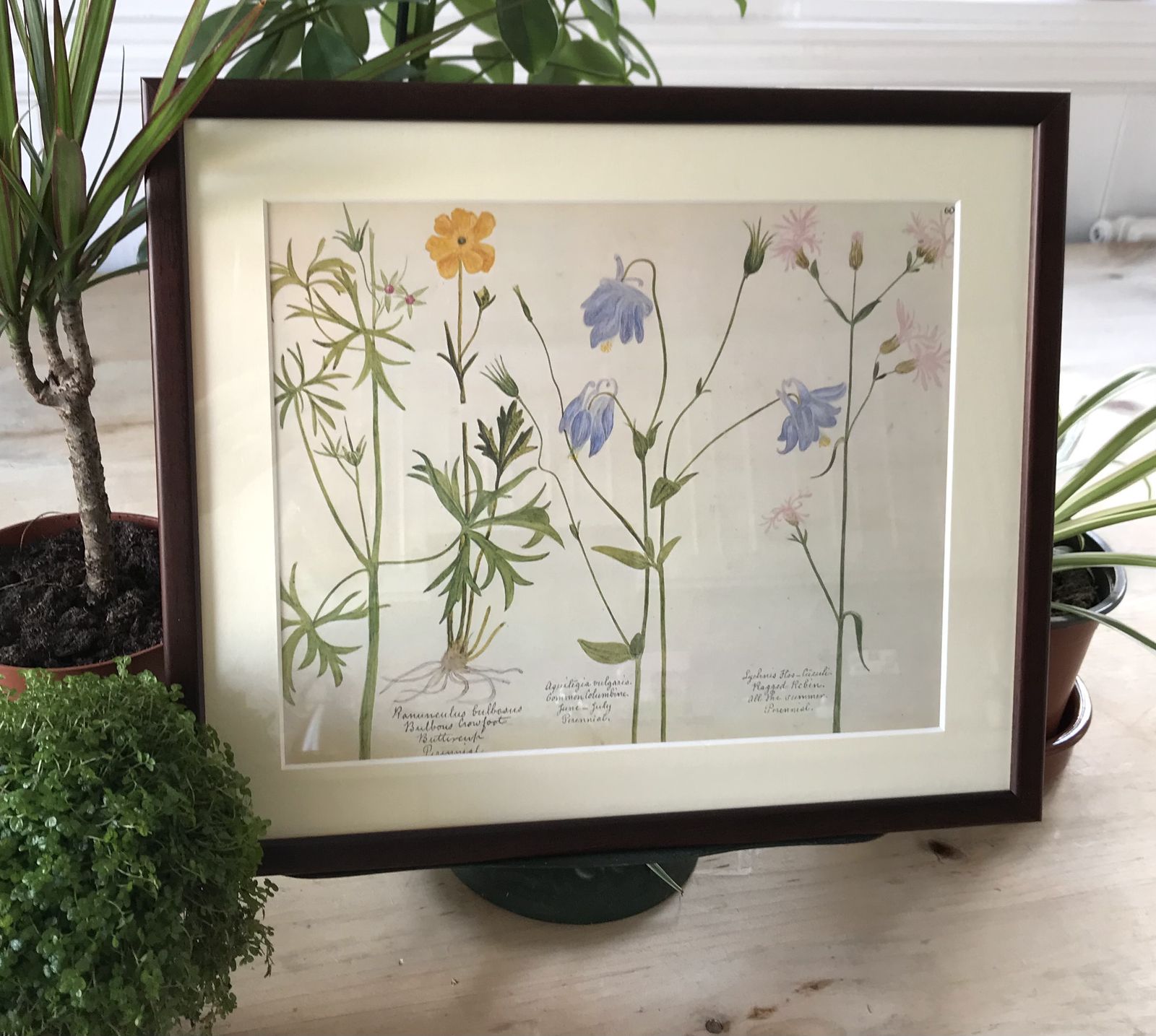 395.0 Framed Vintage Wild Flower Prints photo