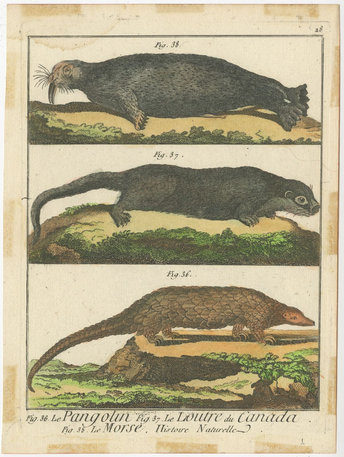 Antique Print Of An Anteater, Otter And Walrus By De Félice (1777)