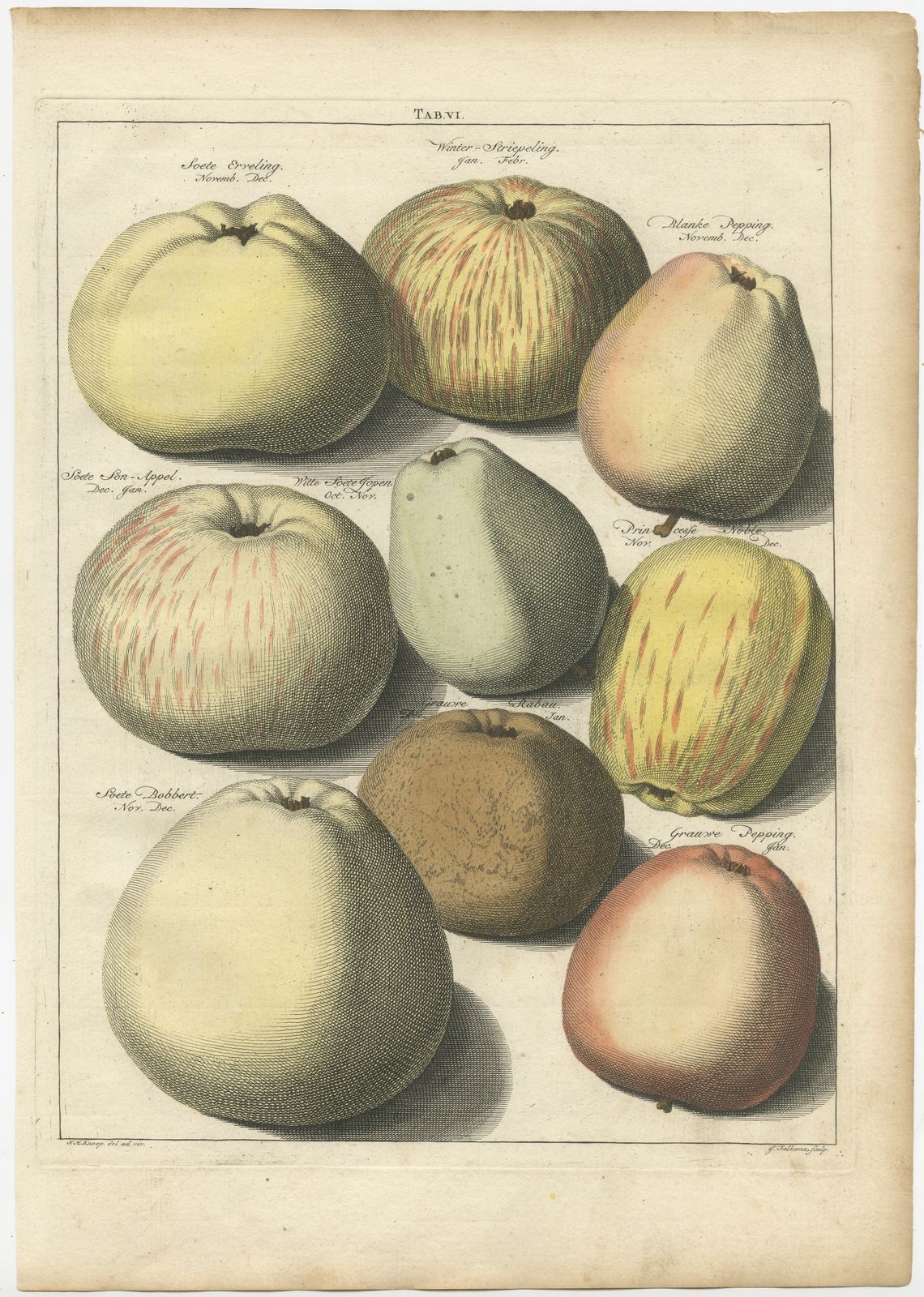 Tab. VI Antique Print Of Various Apples By Knoop (1758)