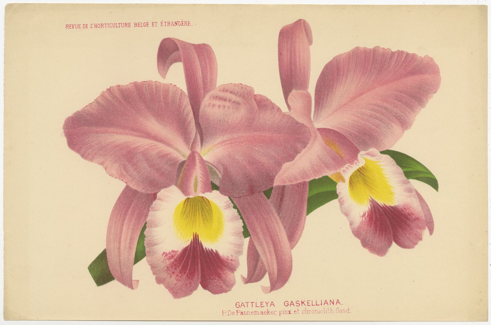 Antique Print Of A Gaskell's Cattley's Orchid (C.1880)
