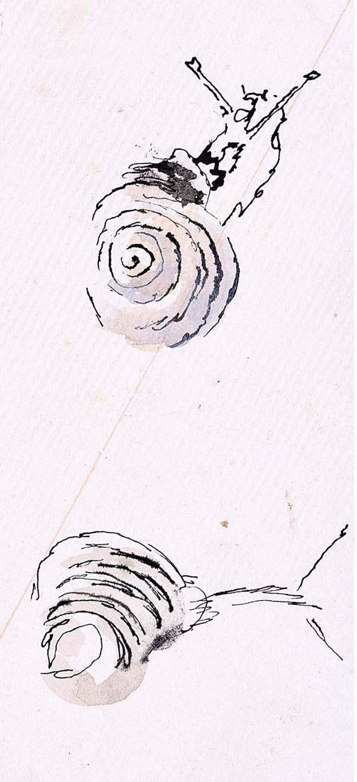 Rosemary Ellis Snail XIV Watercolour Modern British Art Wildlife Mid Century C. 1950