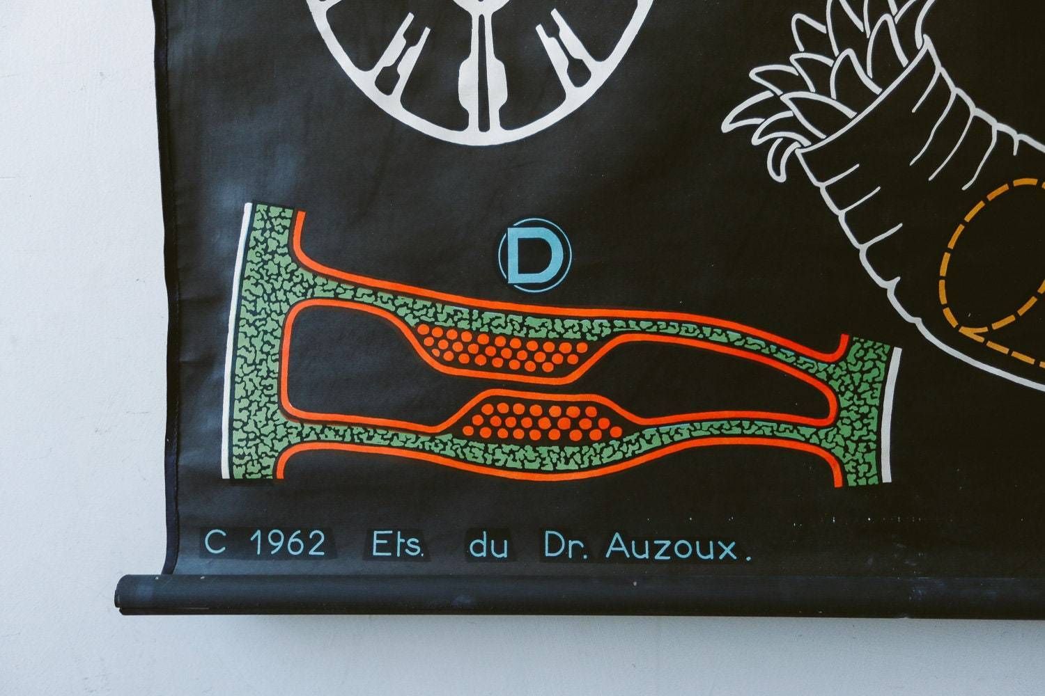 Original Zoological Vintage German School Wall Chart Red Coral Marine Biology Zoology Beautiful Rare DR Auzoux photo vinterior