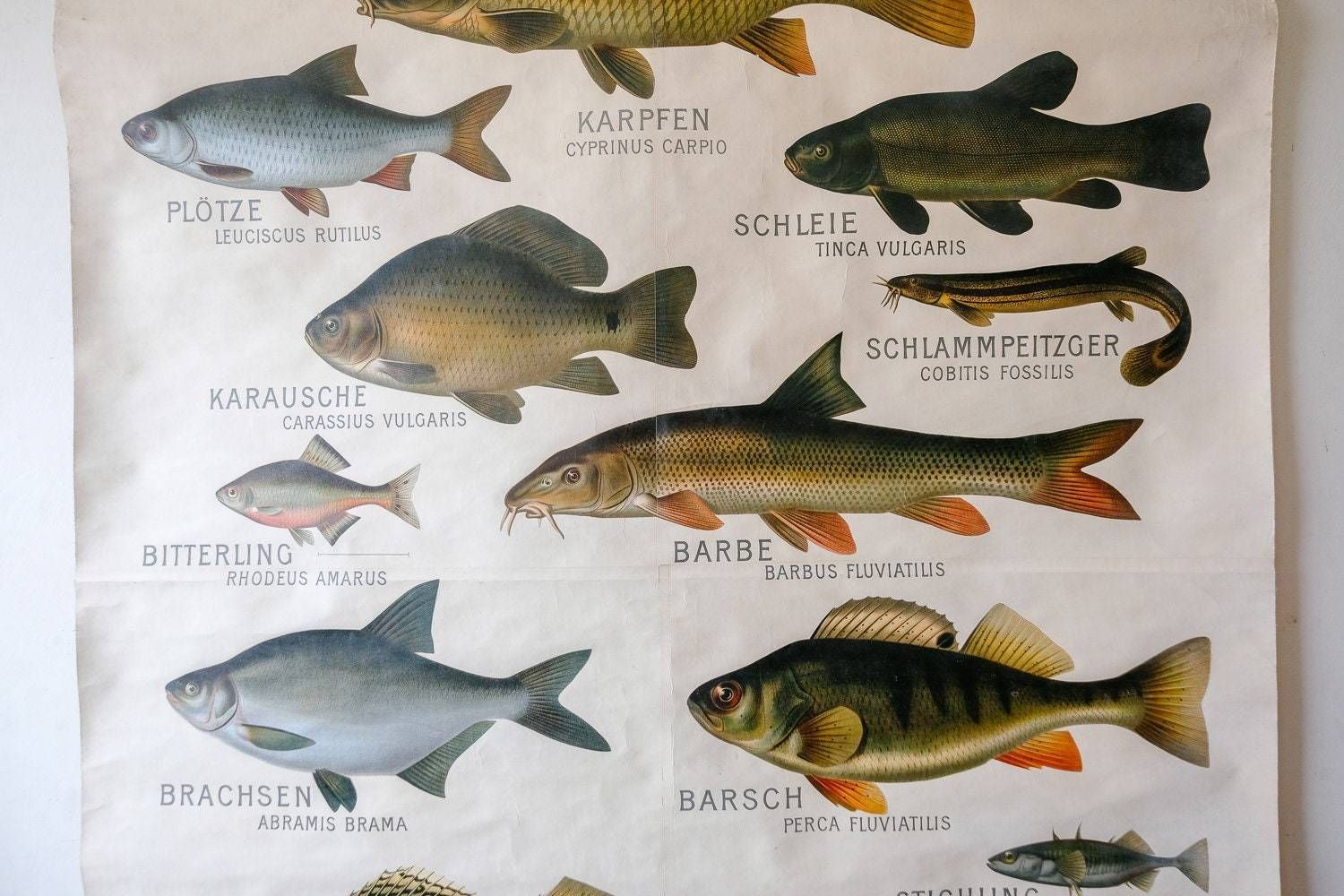 Huge Original Zoological Vintage German School Wall Chart European Freshwater Fish Zoology Marine Biology Beautiful Rare Hein Winter photo 388.0
