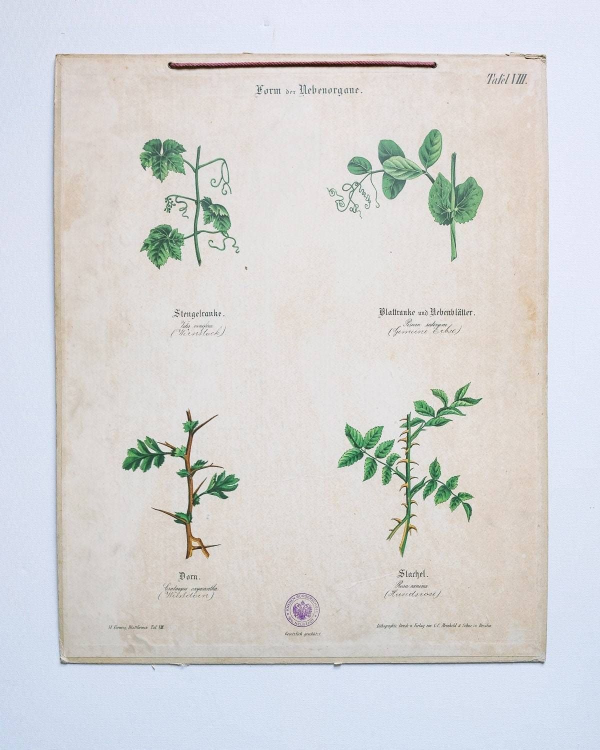 Original Antique Botanical Vintage German Lithograph Print 1850 Meinhold Botany Flowers Plants 19th Century