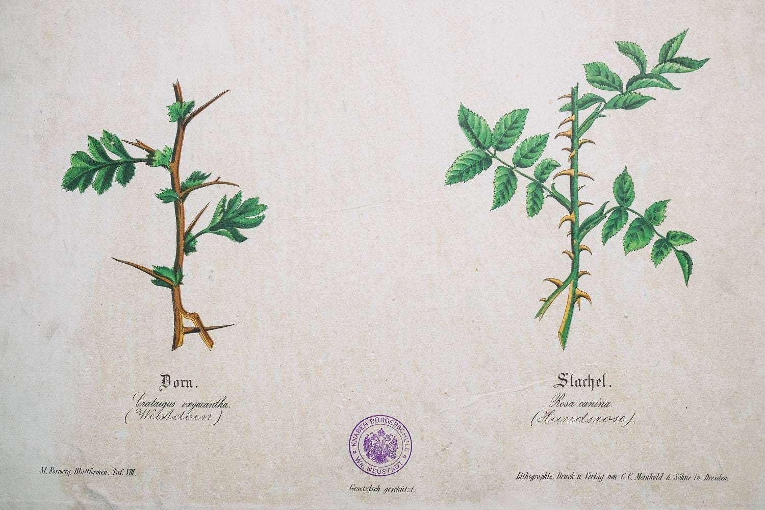 Original Antique Botanical Vintage German Lithograph Print 1850 Meinhold Botany Flowers Plants 19th Century photo Art