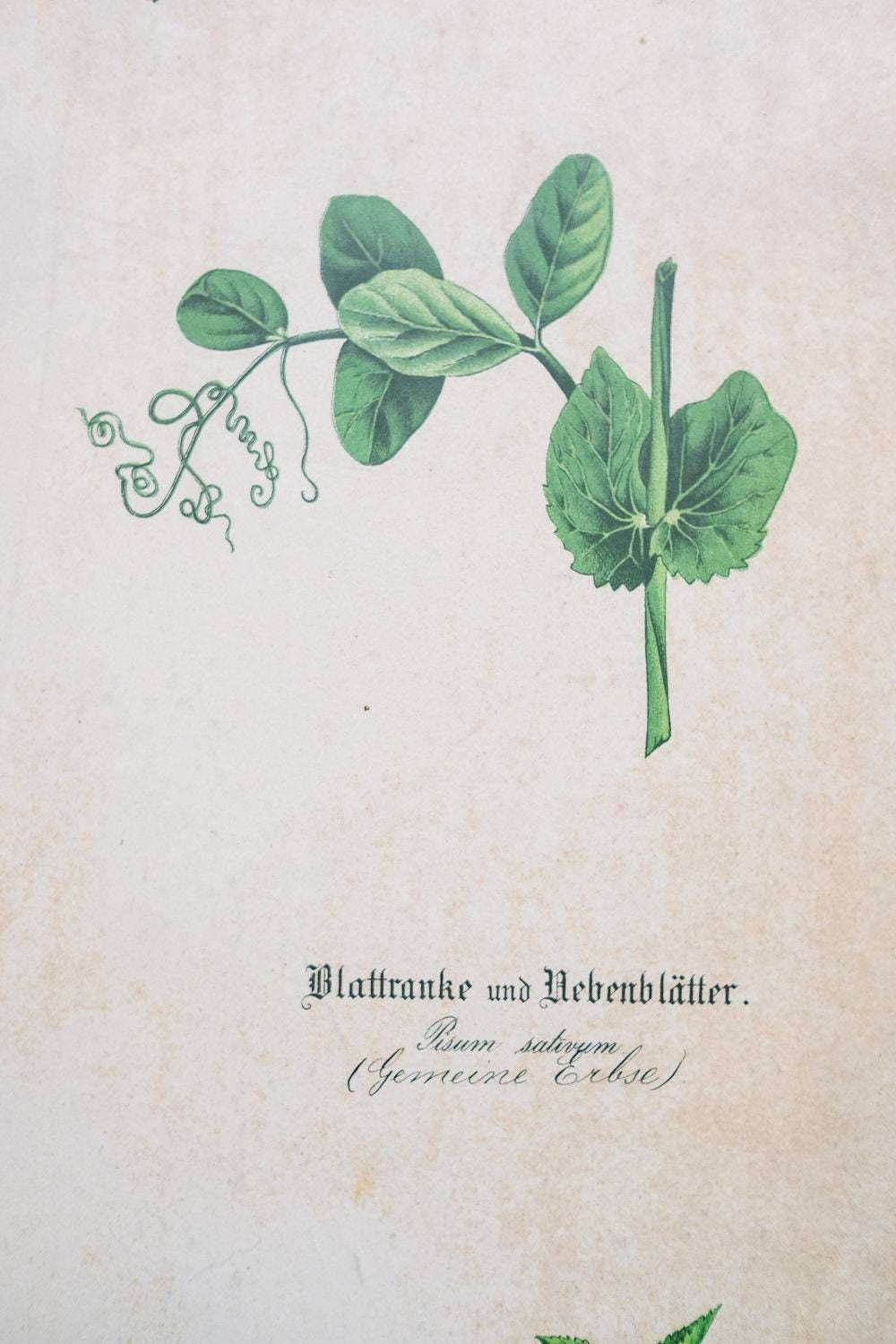 Original Antique Botanical Vintage German Lithograph Print 1850 Meinhold Botany Flowers Plants 19th Century photo vinterior