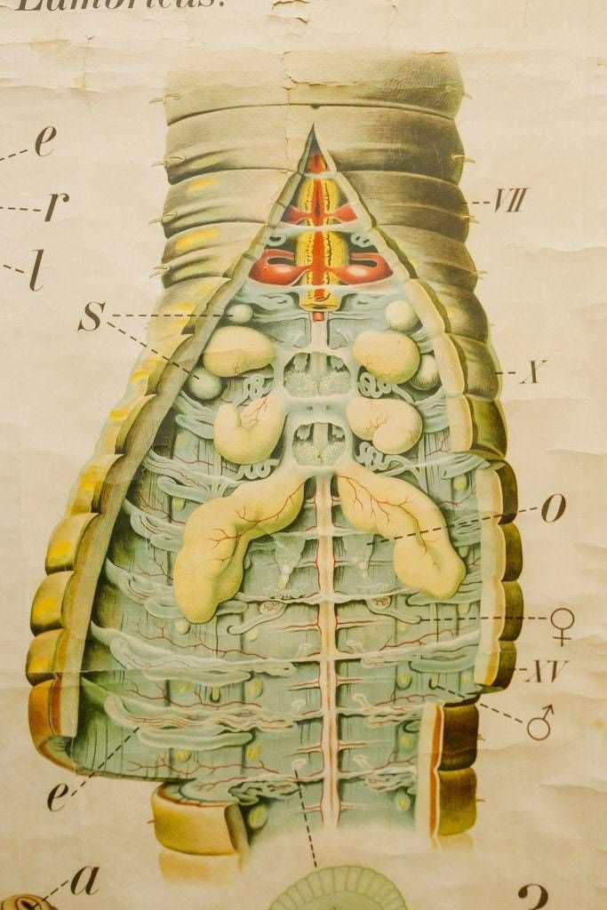 Original Zoological Vintage German School Wall Chart Earthworm Worm Biology Zoology Beautiful Rare Paul Pfurtscheller photo vinterior