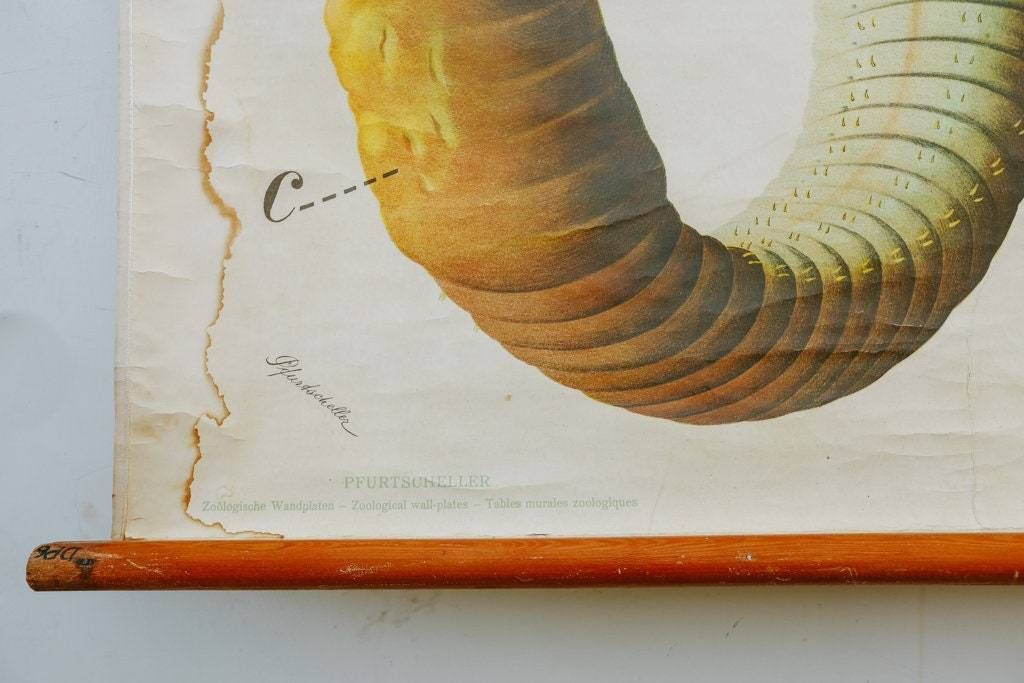 Original Zoological Vintage German School Wall Chart Earthworm Worm Biology Zoology Beautiful Rare Paul Pfurtscheller photo buy