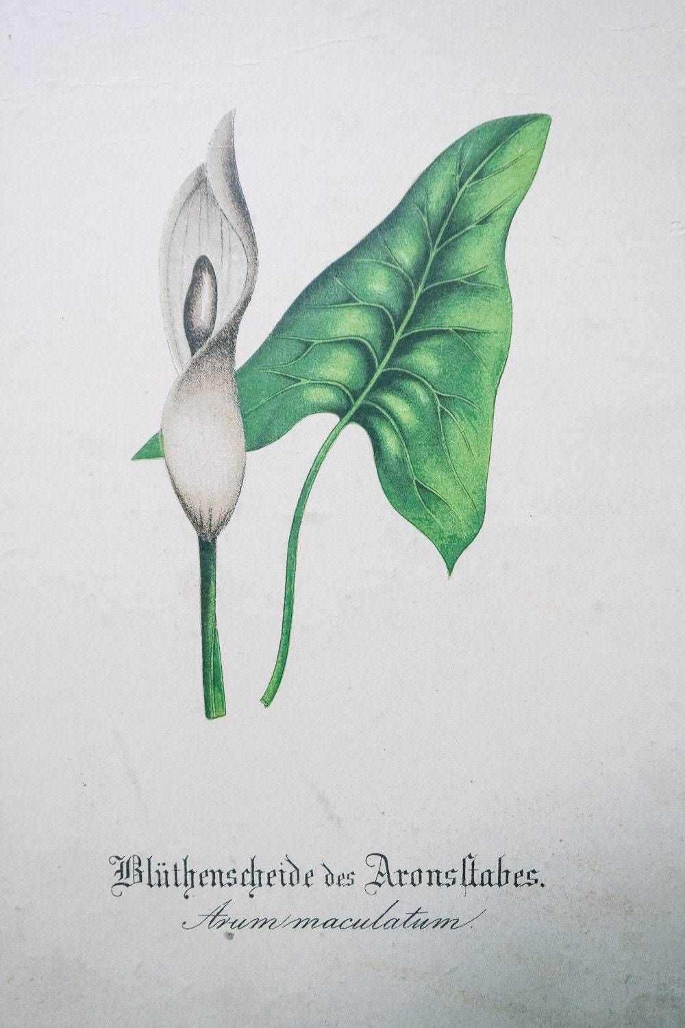 Original Antique Botanical Vintage German Lithograph Print 1850 Meinhold Botany Flowers Plants 19th Century photo vinterior