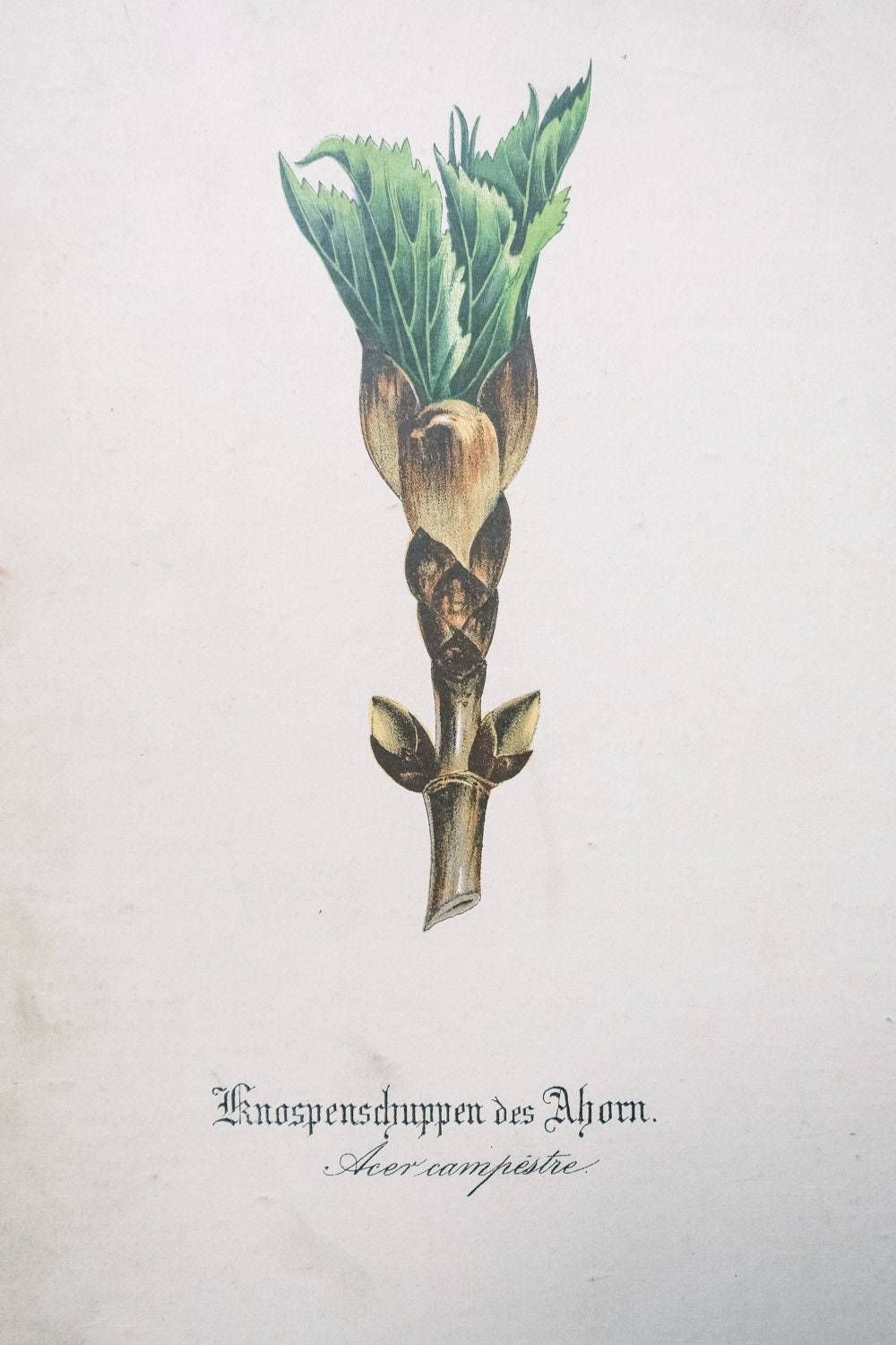 Original Antique Botanical Vintage German Lithograph Print 1850 Meinhold Botany Flowers Plants 19th Century photo vintage