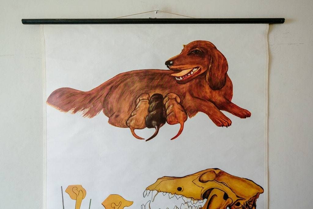 Original Zoological Vintage German School Wall Chart Irish Red Setter Dog Canine photo Art