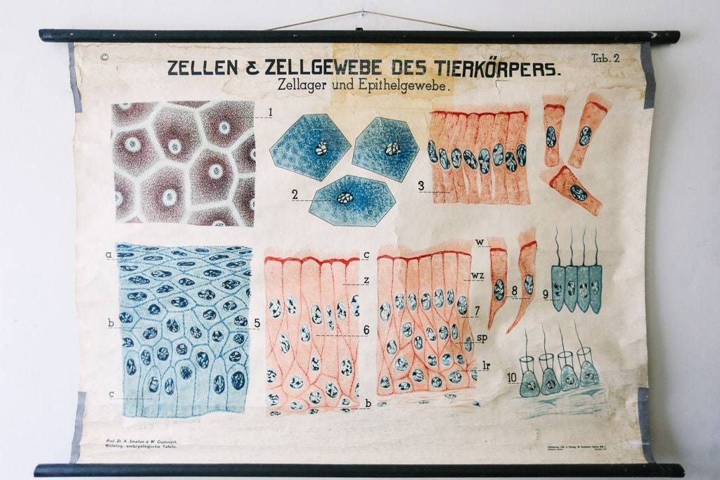 Original Zoological Vintage German School Wall Chart Animal Cells And Tissues Zoology Beautiful Rare DR Smalian