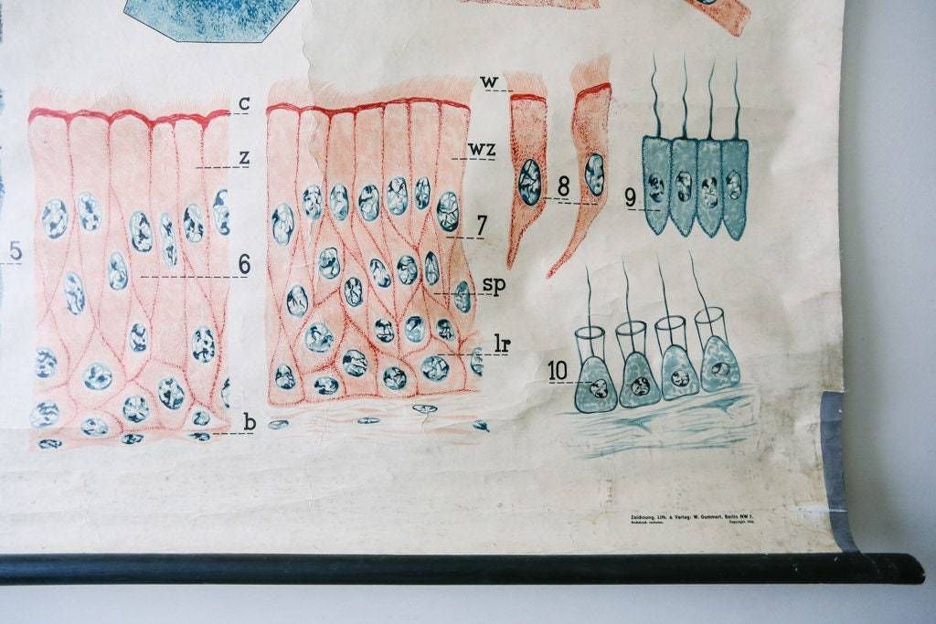 Original Zoological Vintage German School Wall Chart Animal Cells And Tissues Zoology Beautiful Rare DR Smalian photo for sale