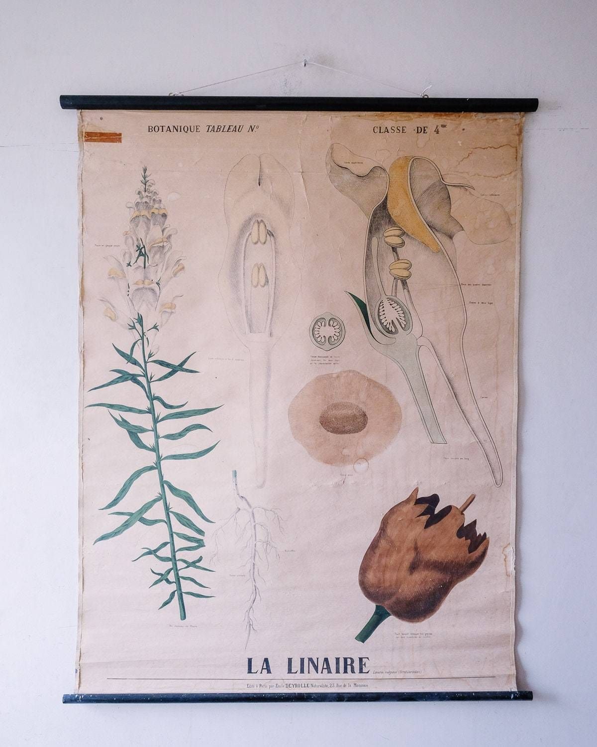 19th Century Original Antique Botanical Vintage French School Wall Chart Linaire Toadflax Botany Study Wild Flower Rare Emile Deyrolle