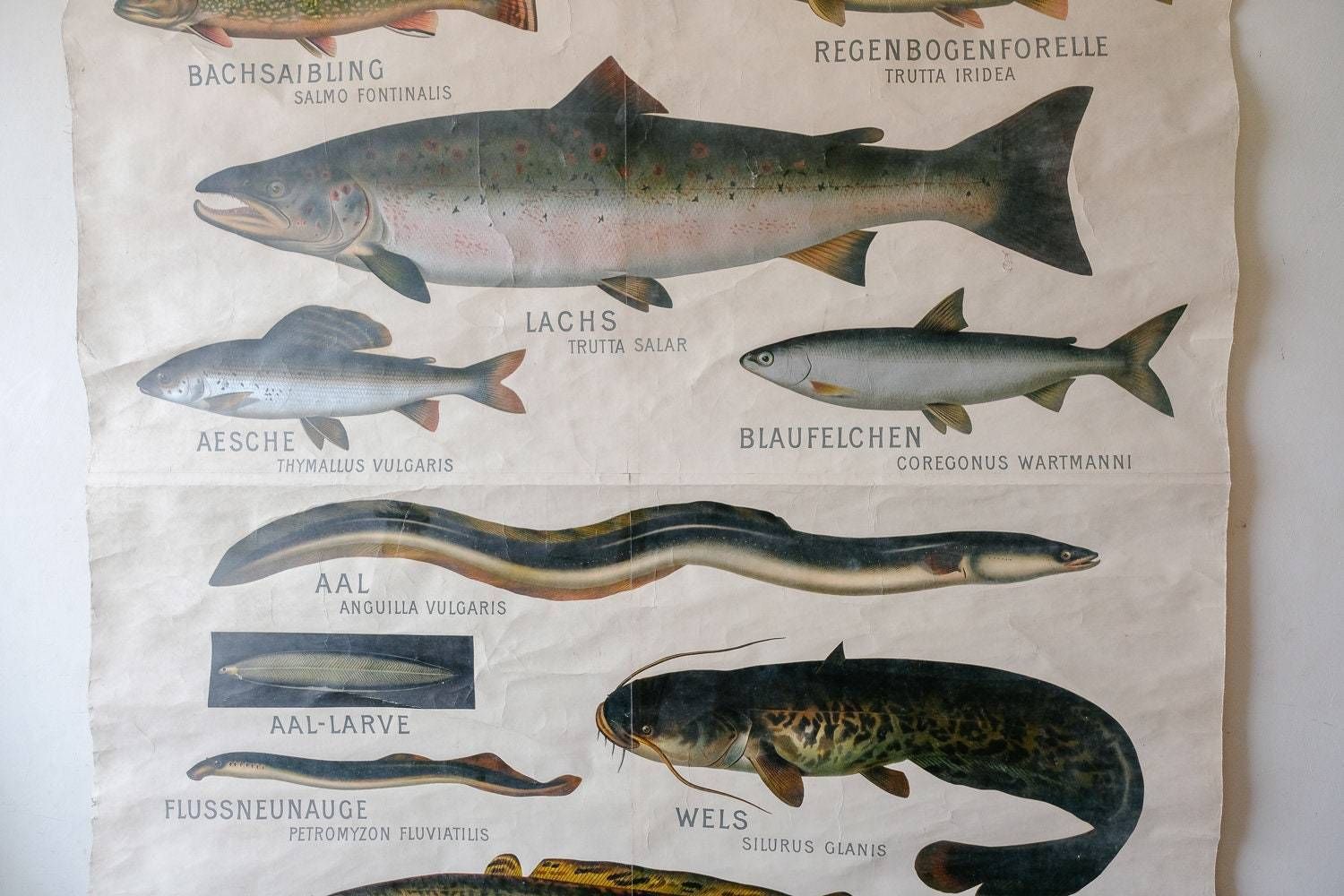 Huge Original Zoological Vintage German School Wall Chart European Freshwater Fish Zoology Marine Biology Beautiful Rare Hein Winter photo Art