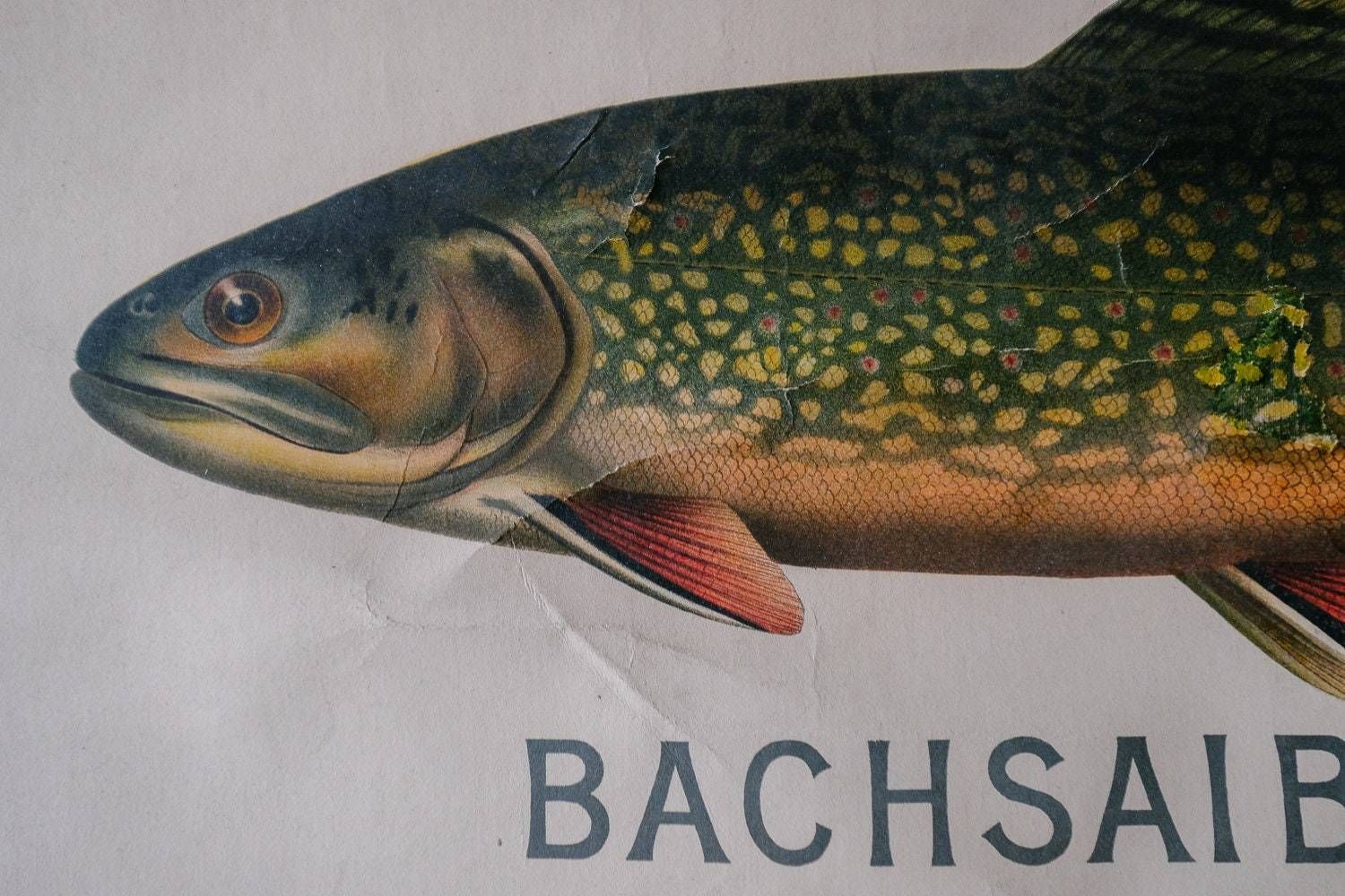 Huge Original Zoological Vintage German School Wall Chart European Freshwater Fish Zoology Marine Biology Beautiful Rare Hein Winter photo buy