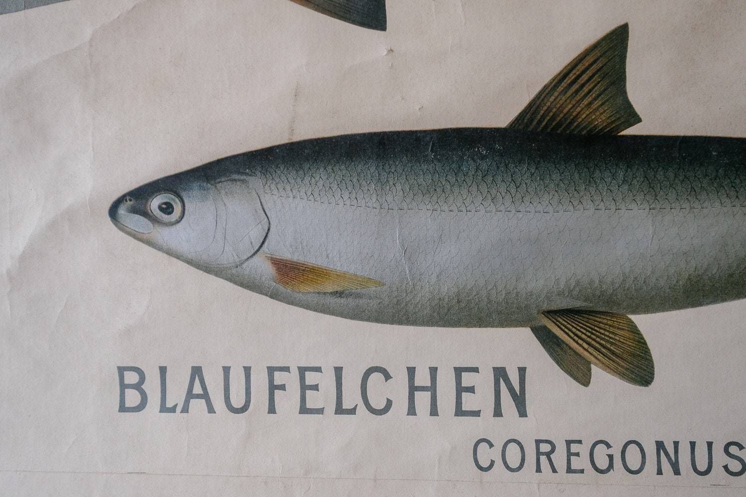 Huge Original Zoological Vintage German School Wall Chart European Freshwater Fish Zoology Marine Biology Beautiful Rare Hein Winter photo vintage