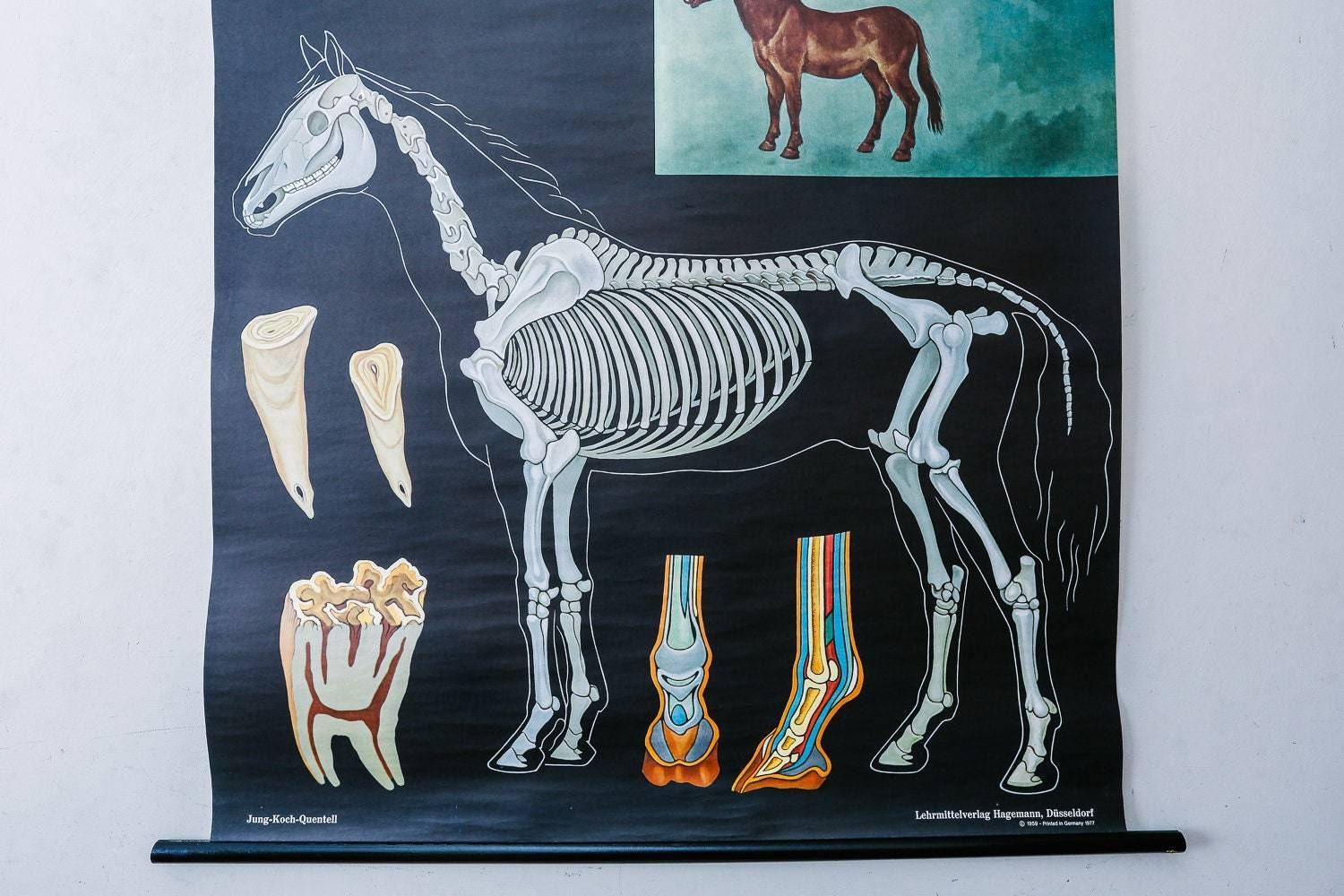 Original Zoological Vintage German School Wall Chart Horse Equestrian Equine Zoology Beautiful Rare Jung Koch Quentell photo 140.0