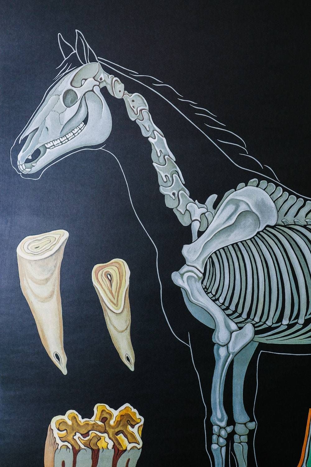 Original Zoological Vintage German School Wall Chart Horse Equestrian Equine Zoology Beautiful Rare Jung Koch Quentell photo vinterior