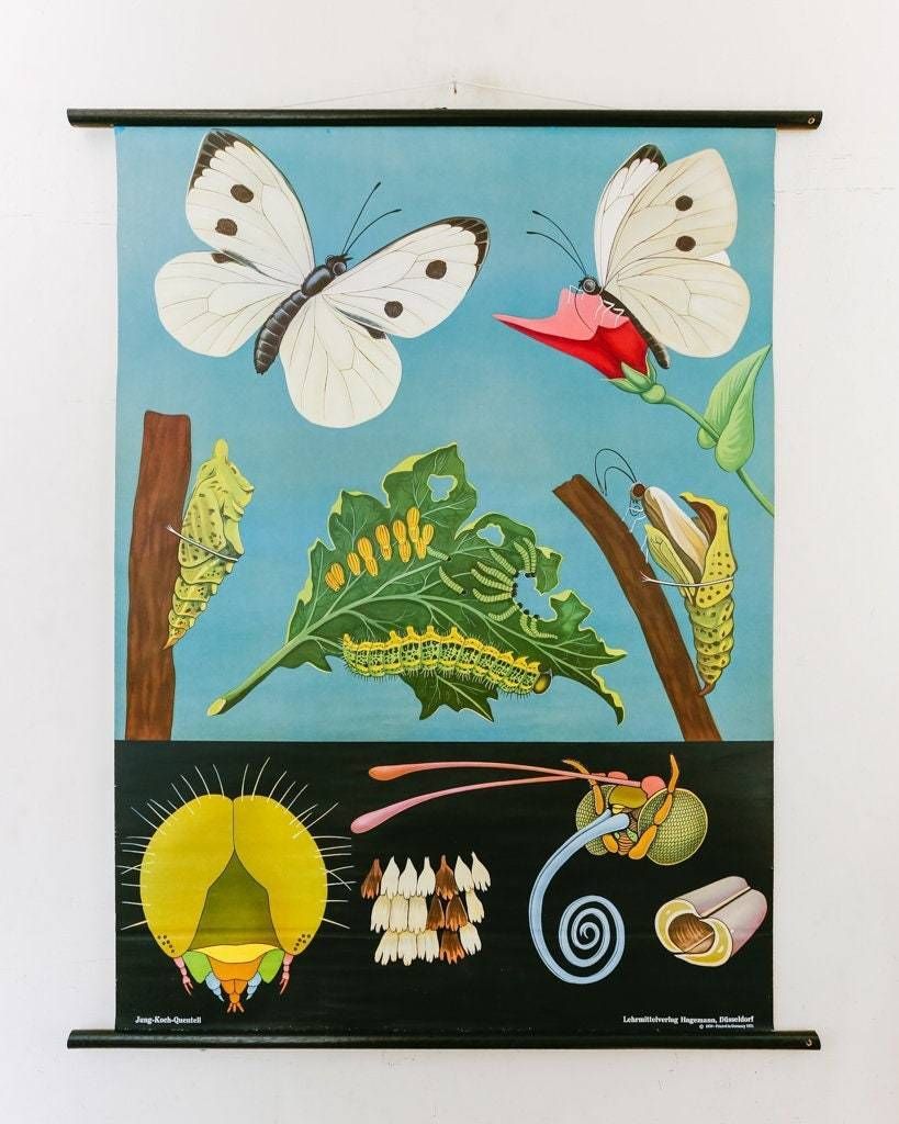 Original Zoological Vintage German School Wall Chart White Cabbage Butterfly Zoology Beautiful Rare Jung Koch Quentell