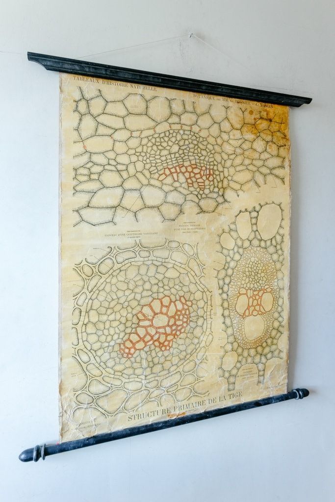 Late 19th Century Original Botanical Vintage French School Wall Chart Plant Anatomy Botany Root Structure Beautiful Rare Bonnier Mangin photo furniture